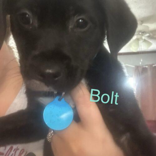 Bolt, a Adoptable mixed breed in Christiansburg, VA image 2/3