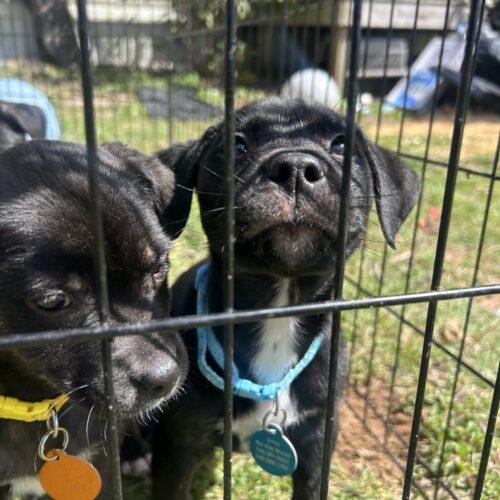 Bolt, a Adoptable mixed breed in Christiansburg, VA image 3/3