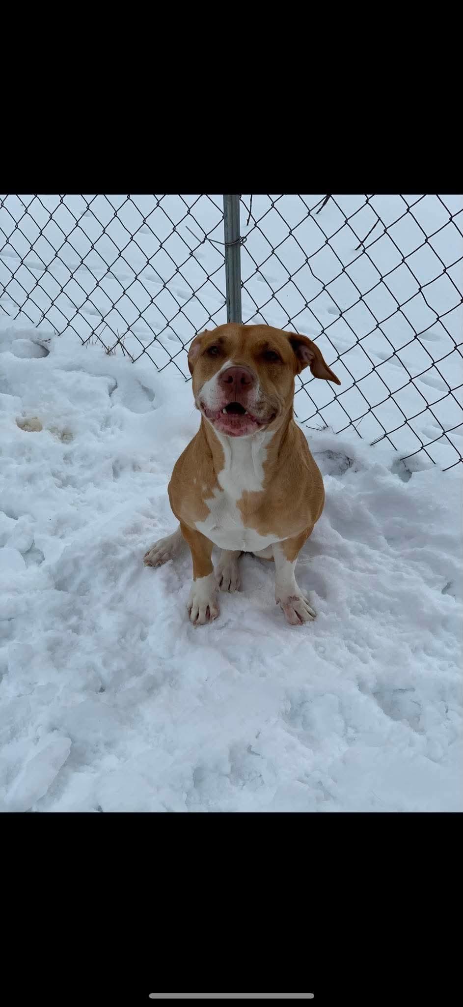Enlarge Harley, an adopted mixed breed in Alliance, OH image 2/3