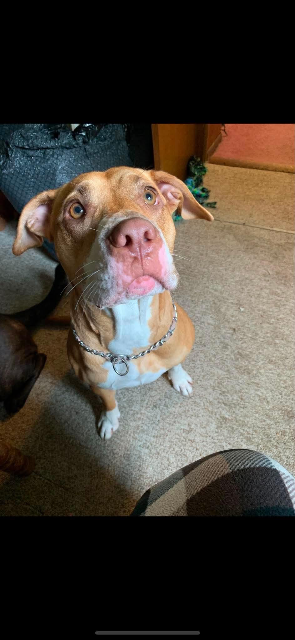 Harley, adopted, Adult Female Pit Bull Terrier.