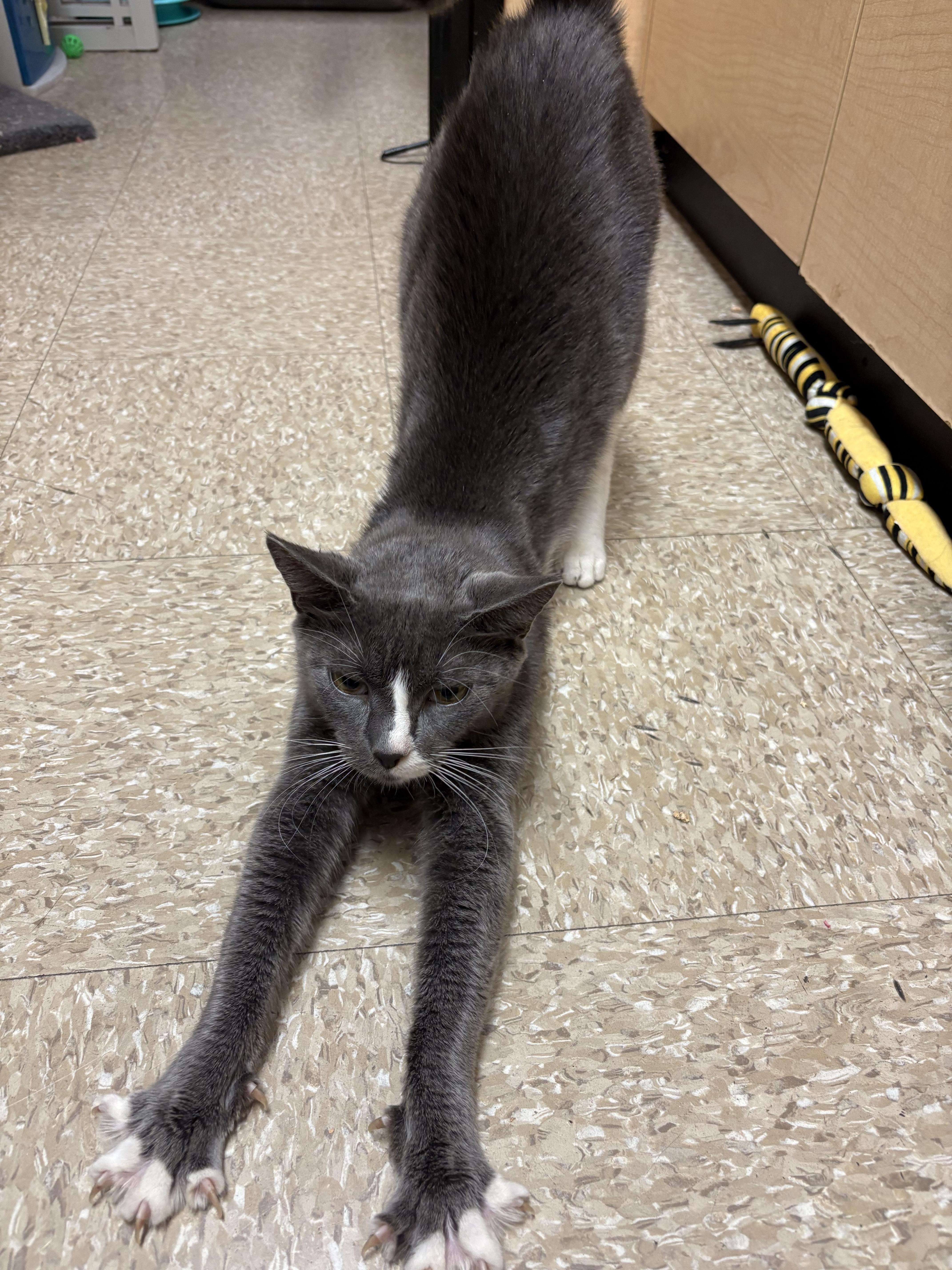 Enlarge Sally, a Adopted Domestic Short Hair in Worcester, MA image 4/6