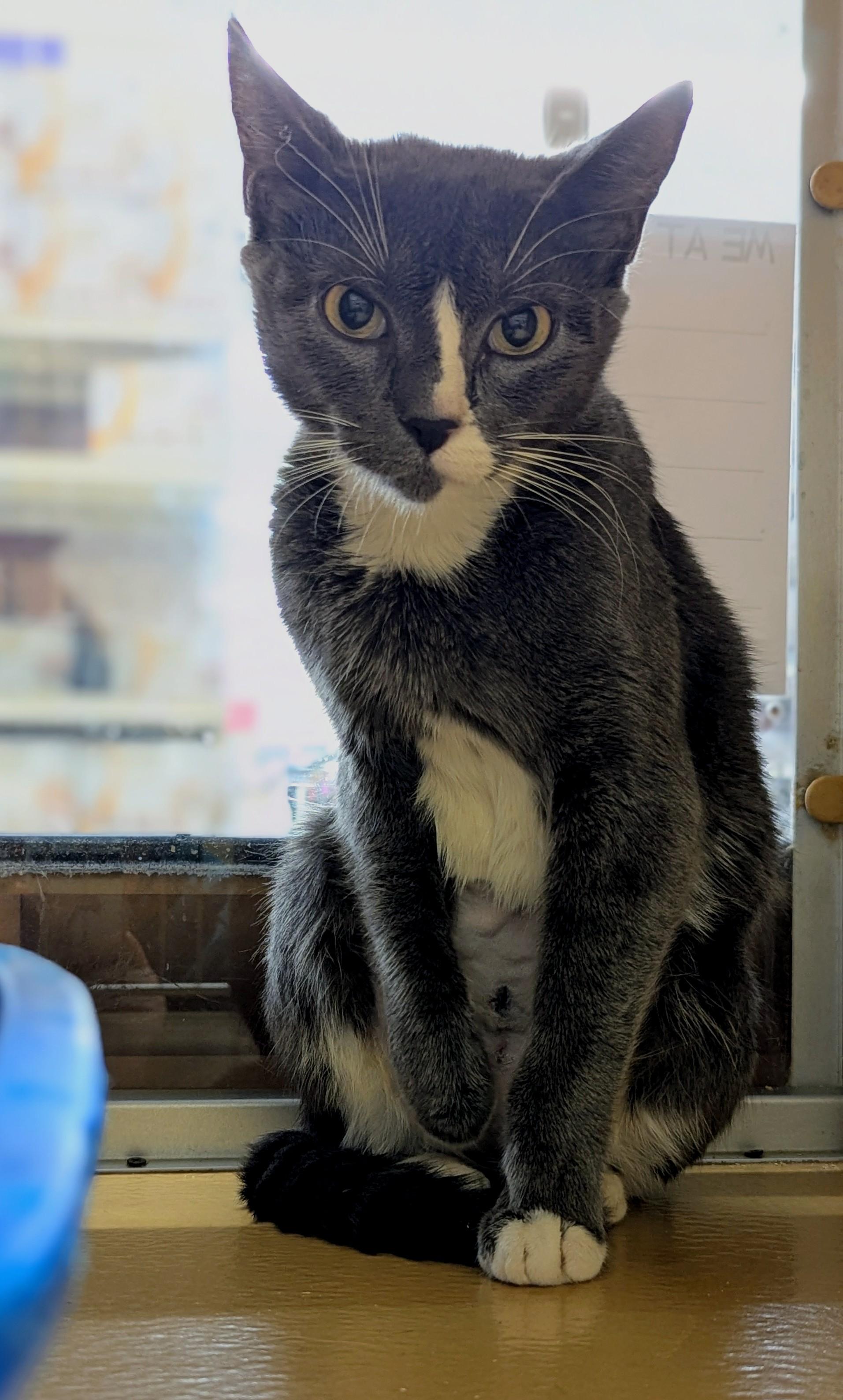 Enlarge Sally, a Adopted Domestic Short Hair in Worcester, MA image 3/6