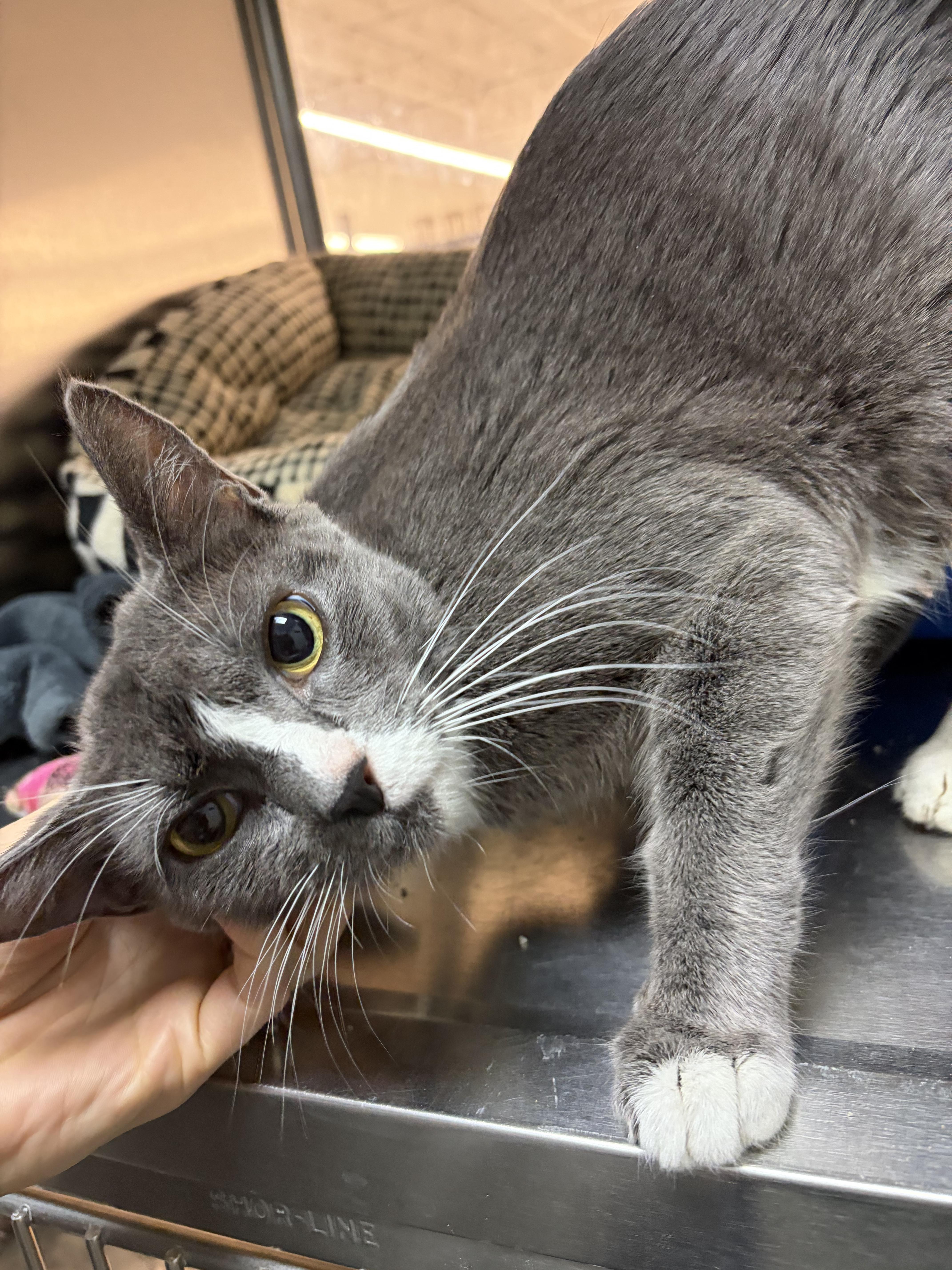 Enlarge Sally, a Adopted Domestic Short Hair in Worcester, MA image 2/6