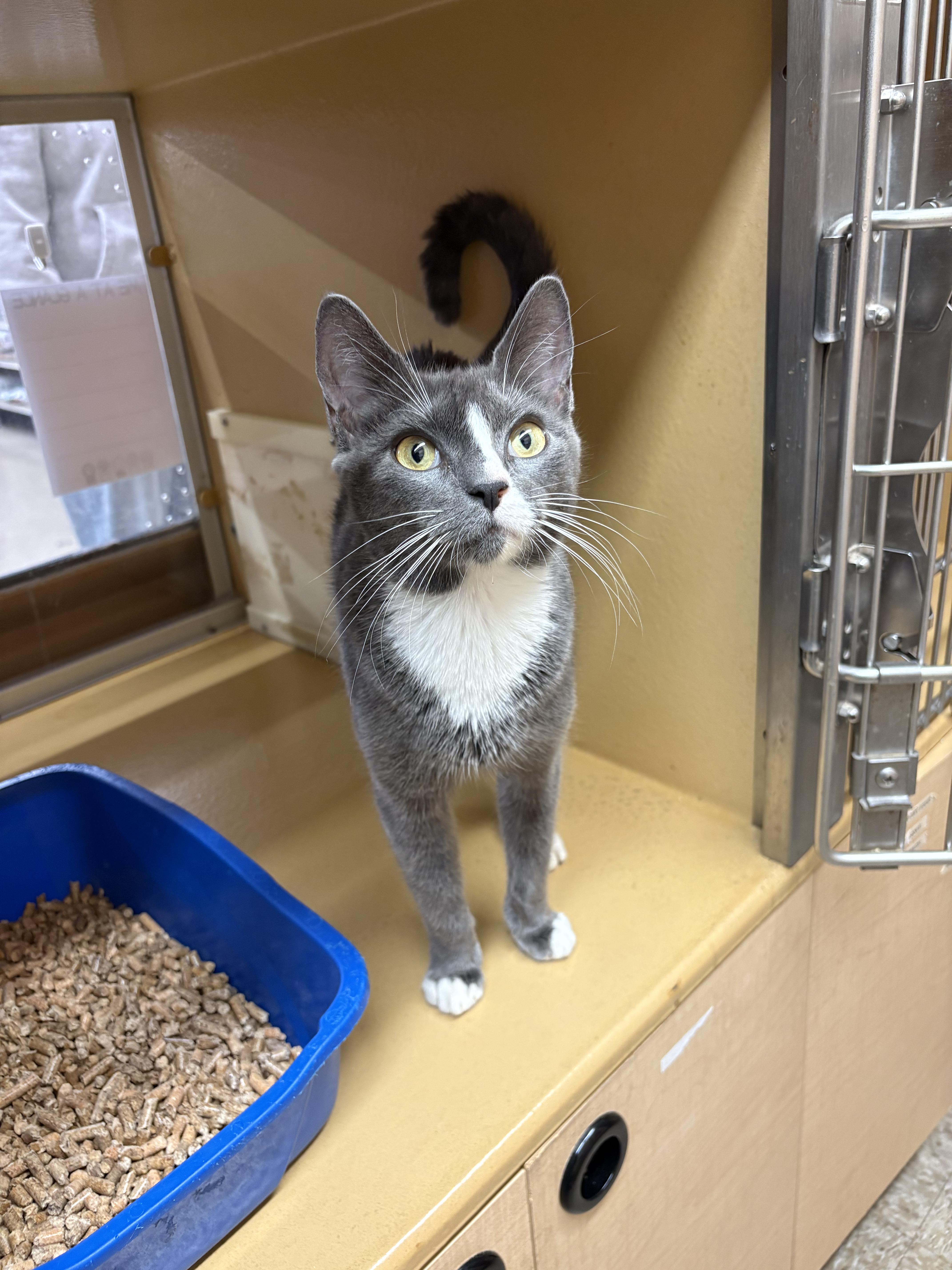 Enlarge Sally, a Adopted Domestic Short Hair in Worcester, MA image 6/6