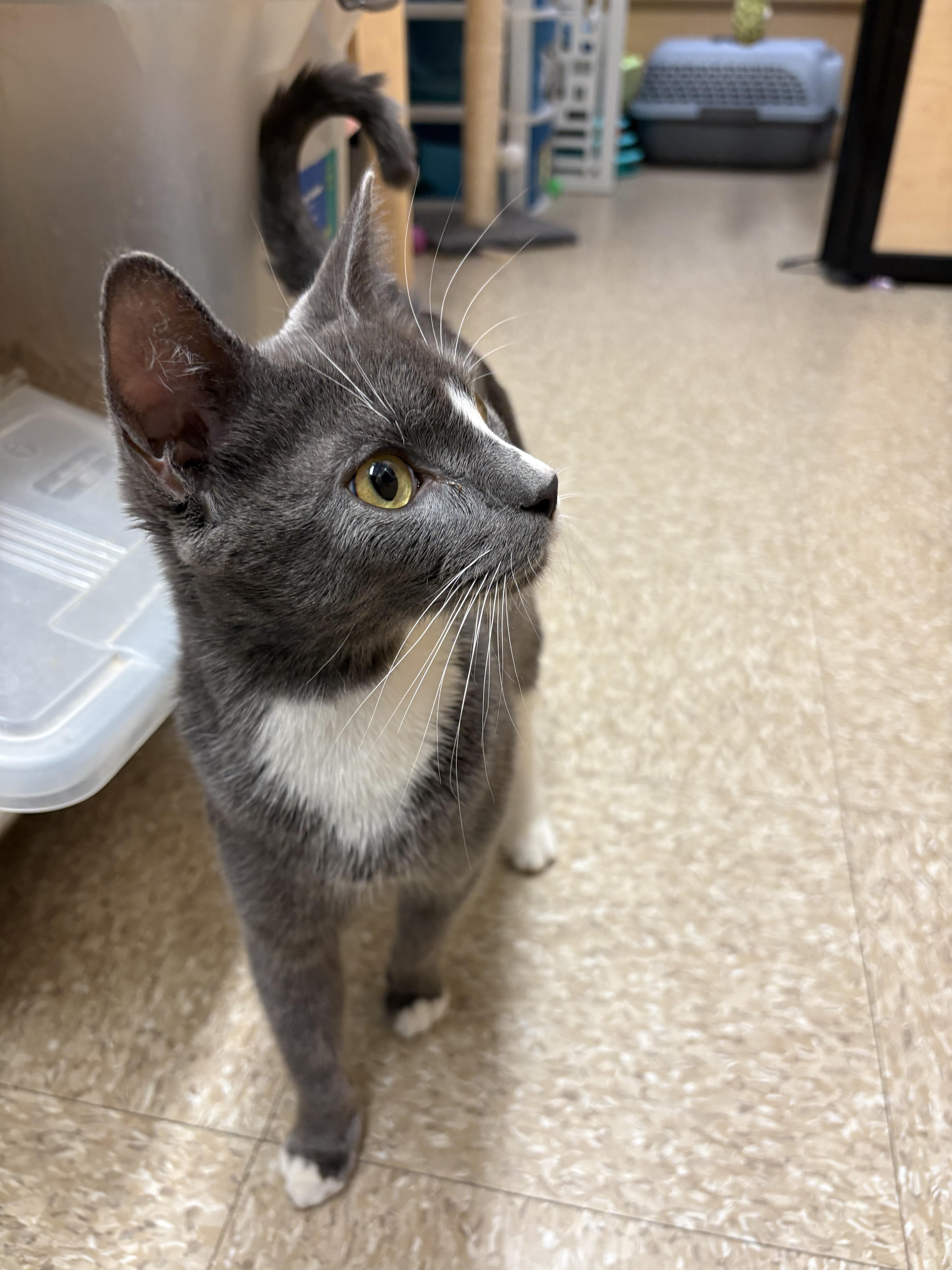 Enlarge Sally, a Adopted Domestic Short Hair in Worcester, MA image 5/6