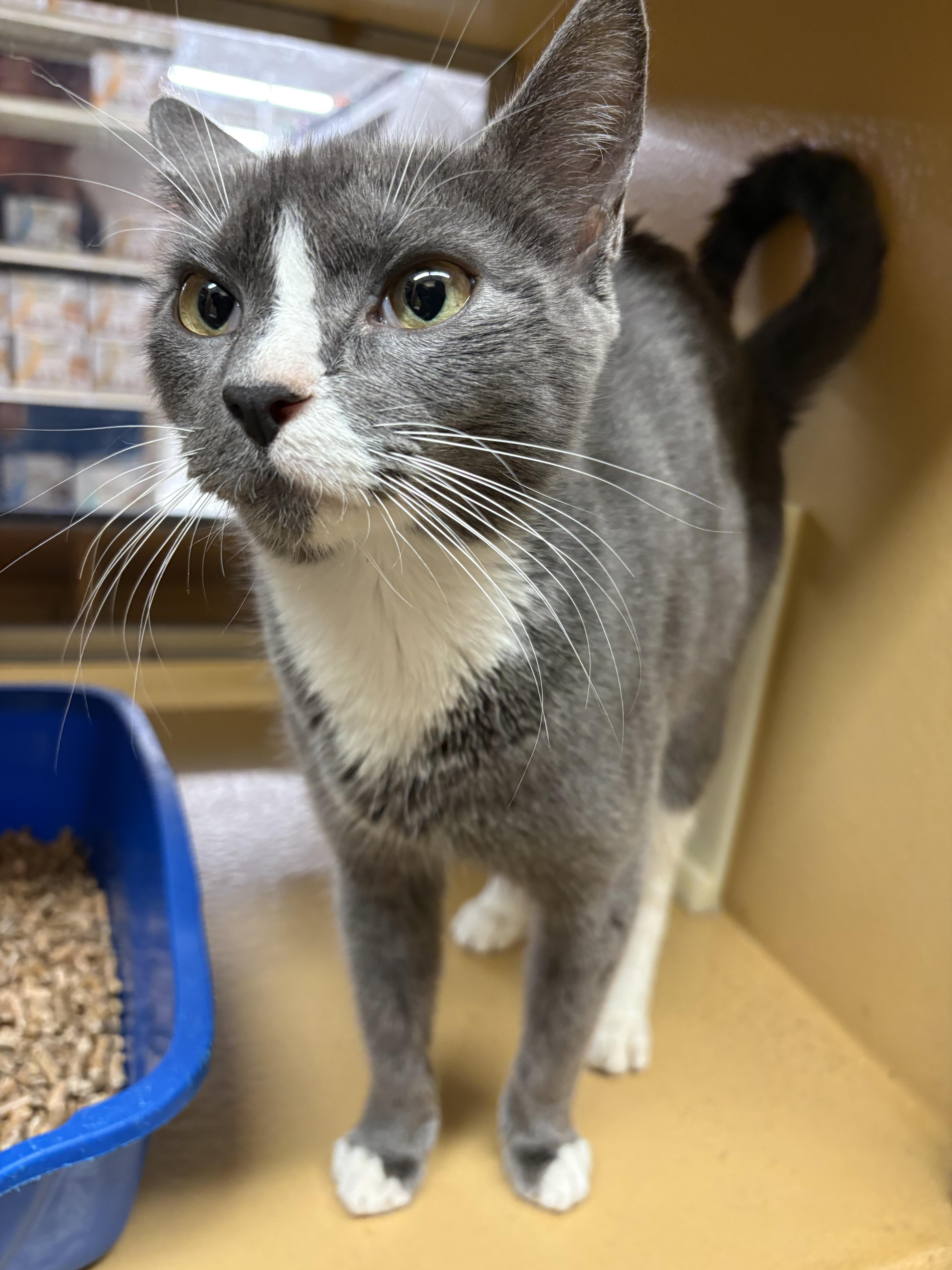 Sally, Adopted, Young Female Domestic Short Hair.
