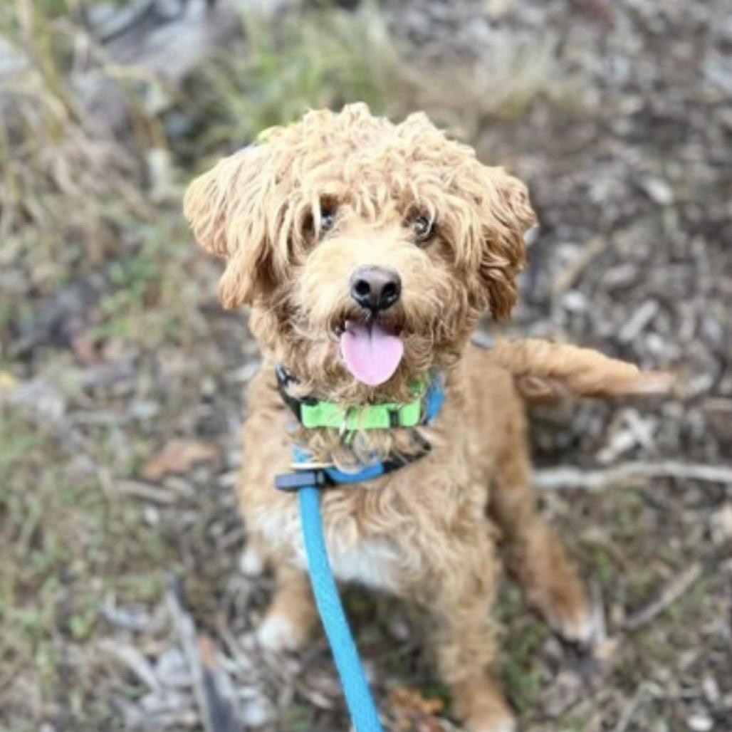 Colonel Nibbles (Pudgy), Adoptable, Adult Male Poodle & Mixed Breed.