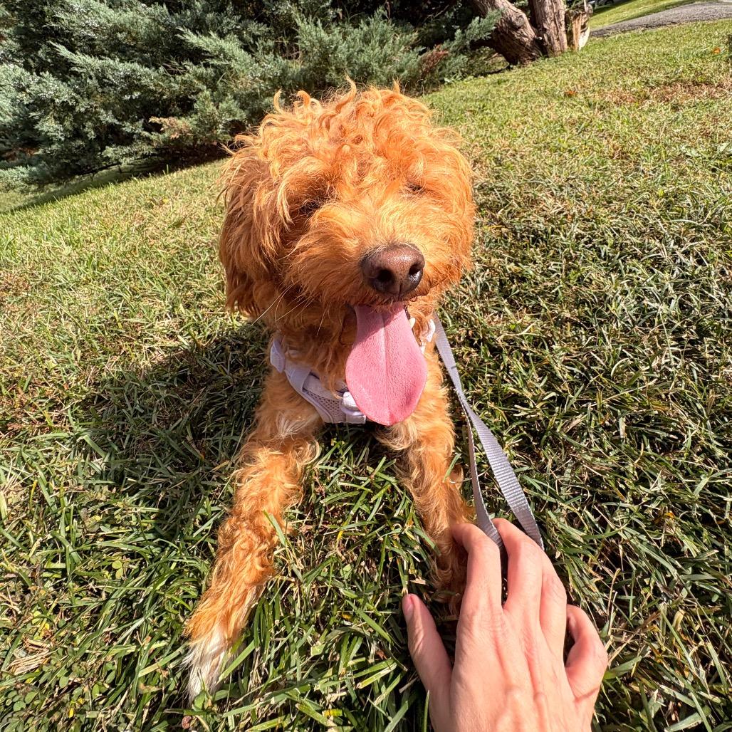 Enlarge Colonel Nibbles (Pudgy), a Adoptable mixed breed in Arlington, VA image 6/6