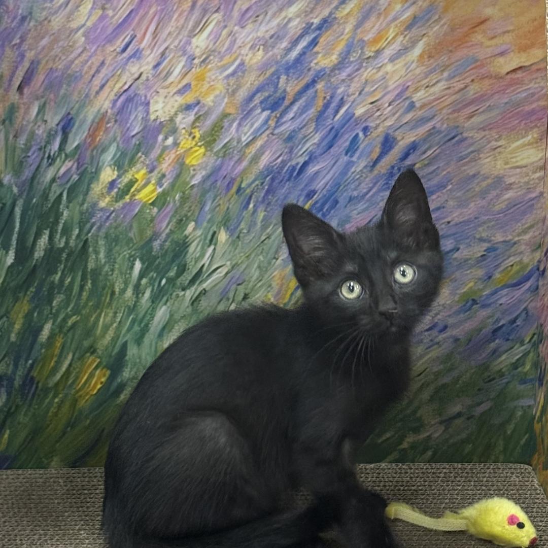 Maui, adopted, Kitten Male Domestic Short Hair.