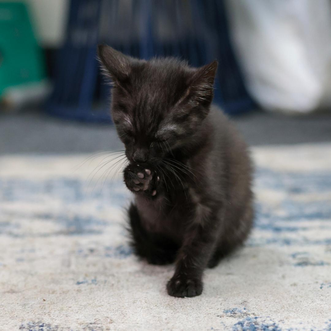 Maui, an adopted Domestic Short Hair in Morgan Hill, CA image 2/6