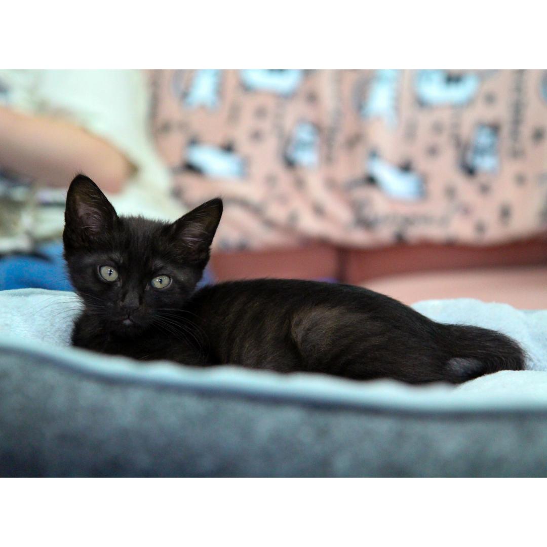 Maui, an adopted Domestic Short Hair in Morgan Hill, CA image 5/6