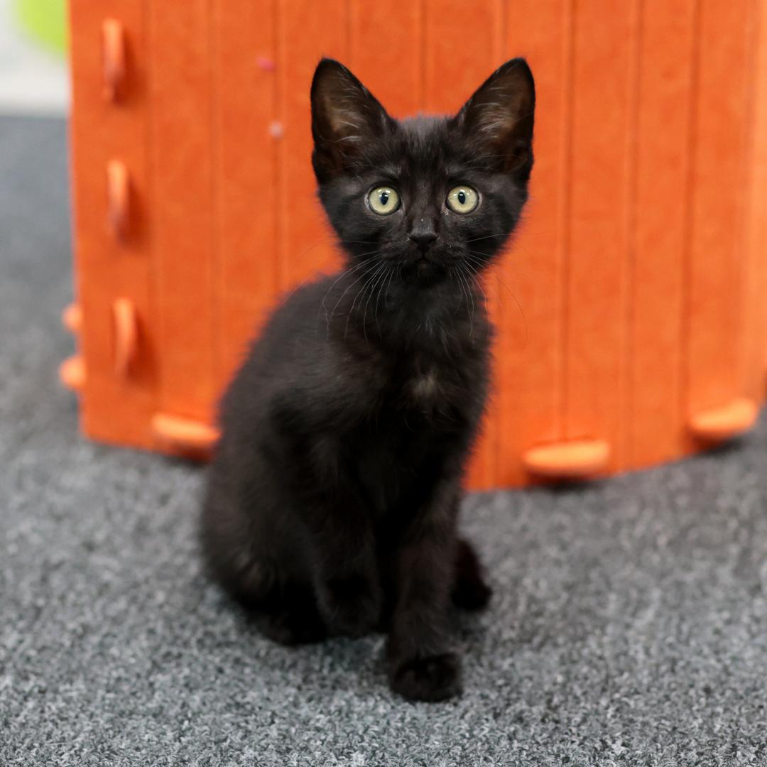 Maui, an adopted Domestic Short Hair in Morgan Hill, CA image 6/6