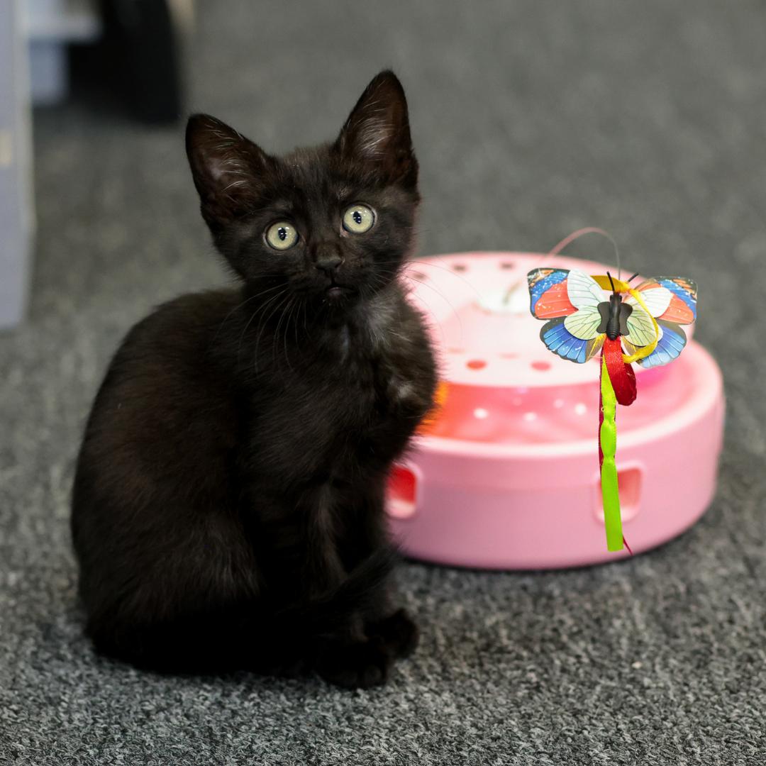 Maui, an adopted Domestic Short Hair in Morgan Hill, CA image 3/6