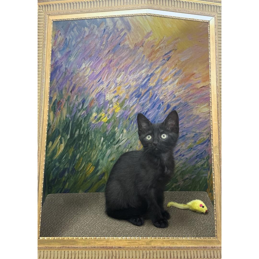 Maui, an adopted Domestic Short Hair in Morgan Hill, CA image 4/6