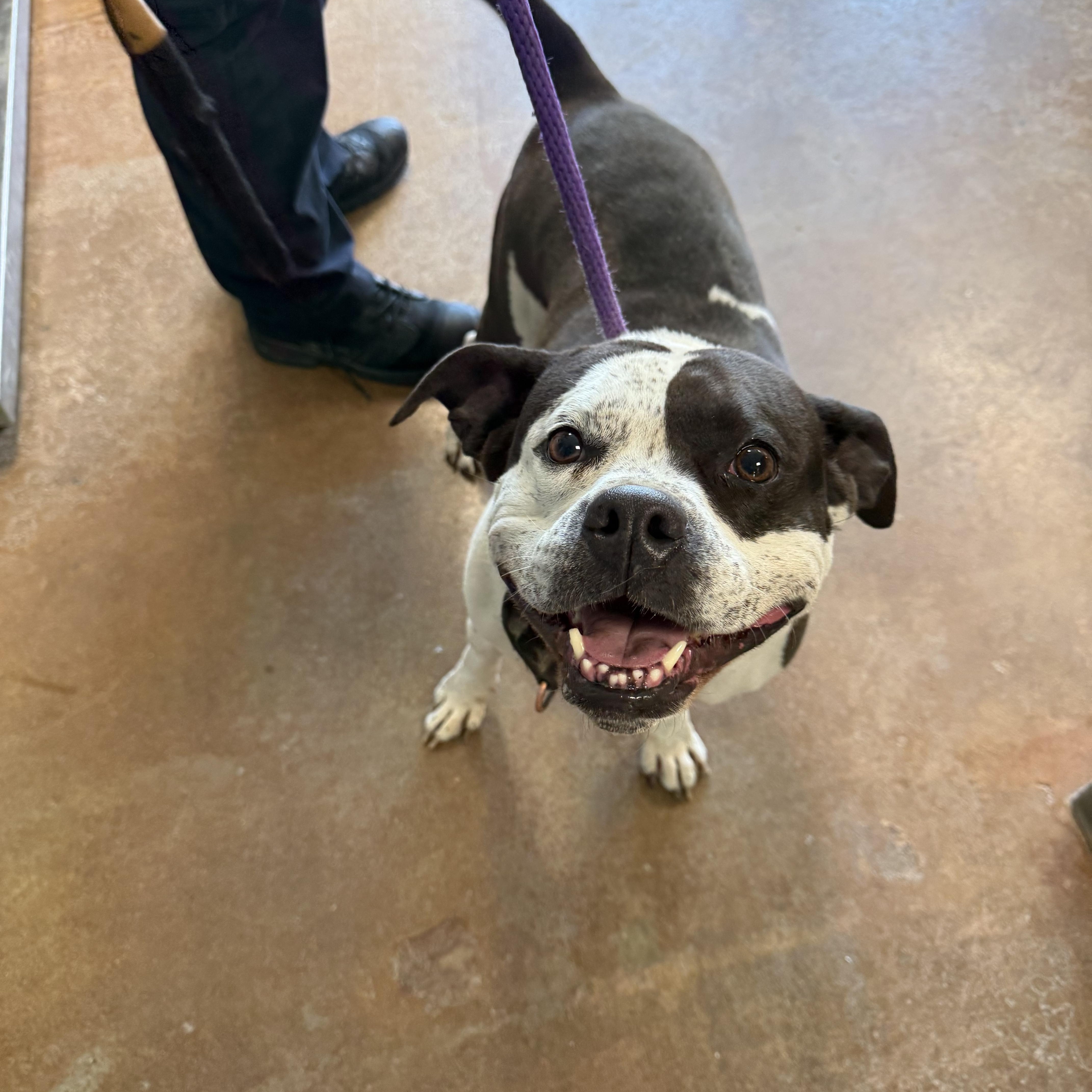 Cookie , ADOPTABLE, Senior Female Pit Bull Terrier.