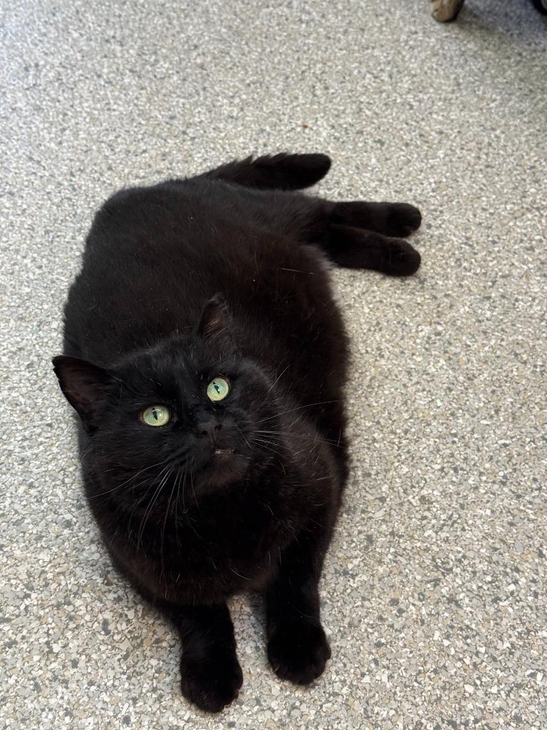 Enlarge Angus, a Adoptable mixed breed in Viroqua, WI image 2/4