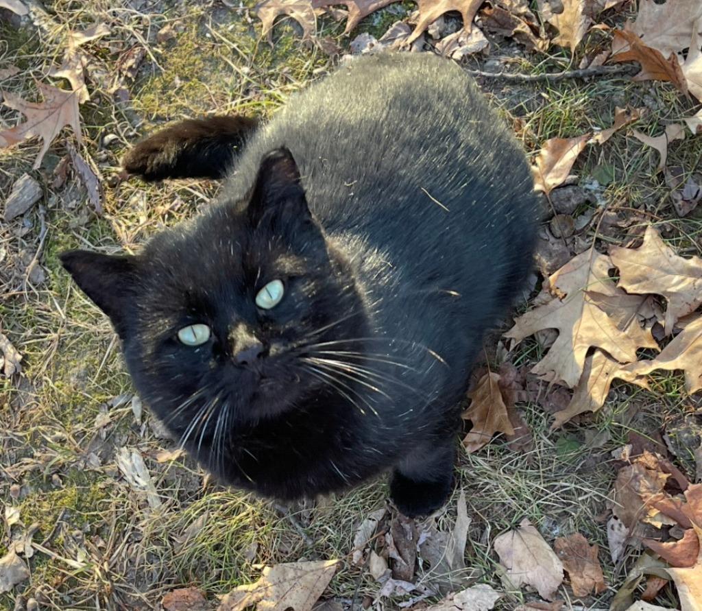 Enlarge Angus, a Adoptable mixed breed in Viroqua, WI image 3/4