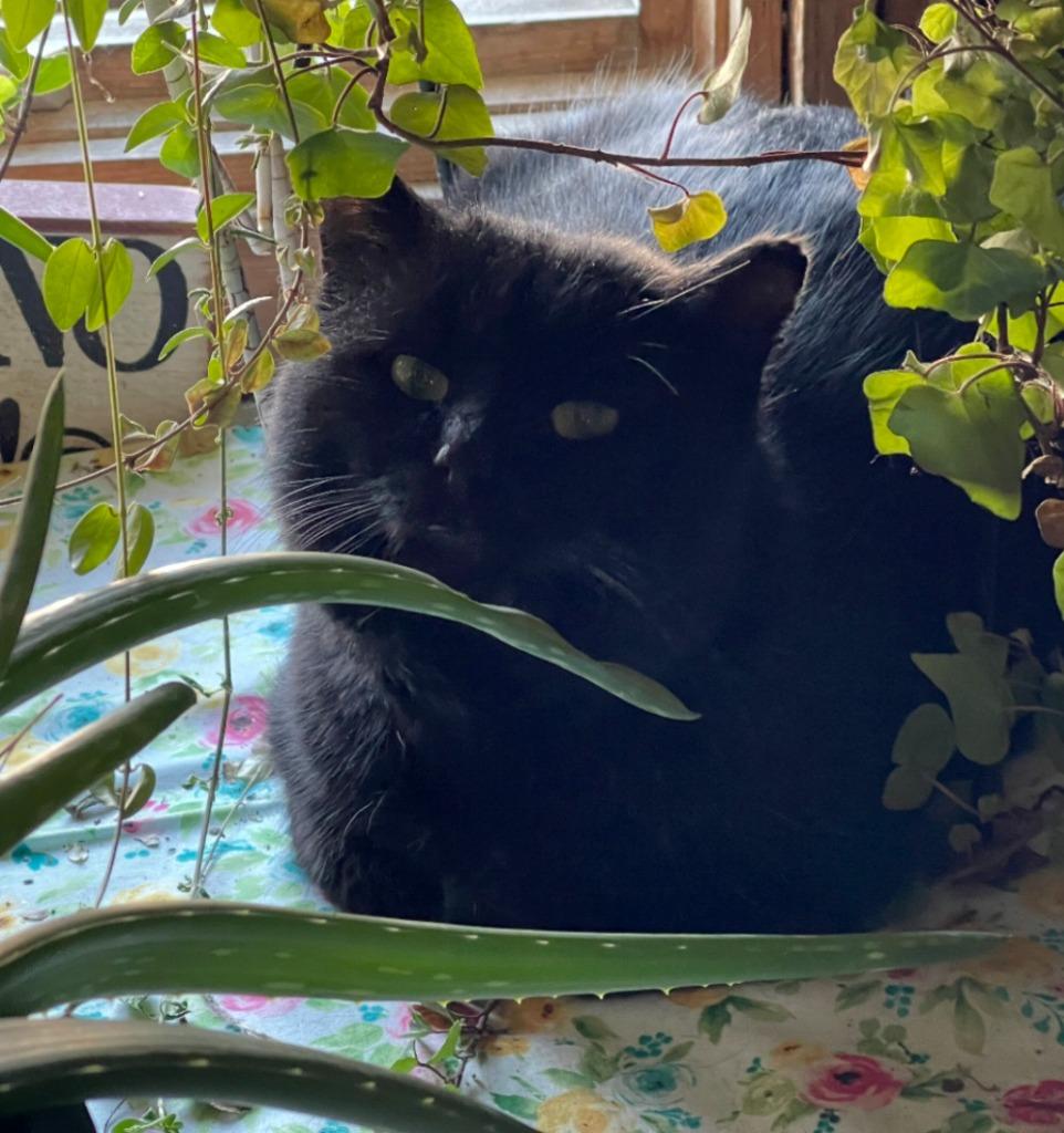 Enlarge Angus, a Adoptable mixed breed in Viroqua, WI image 4/4