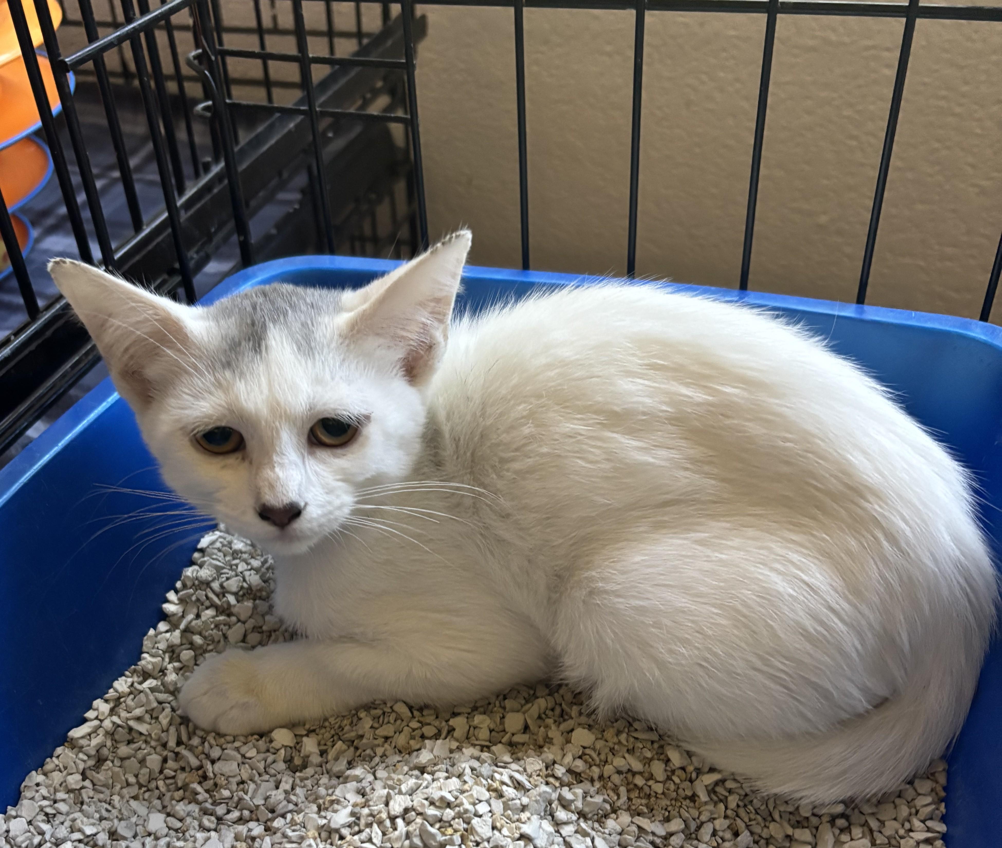 Enlarge Martha 5068, a Adoptable Domestic Short Hair in Boca Raton, FL image 1/1