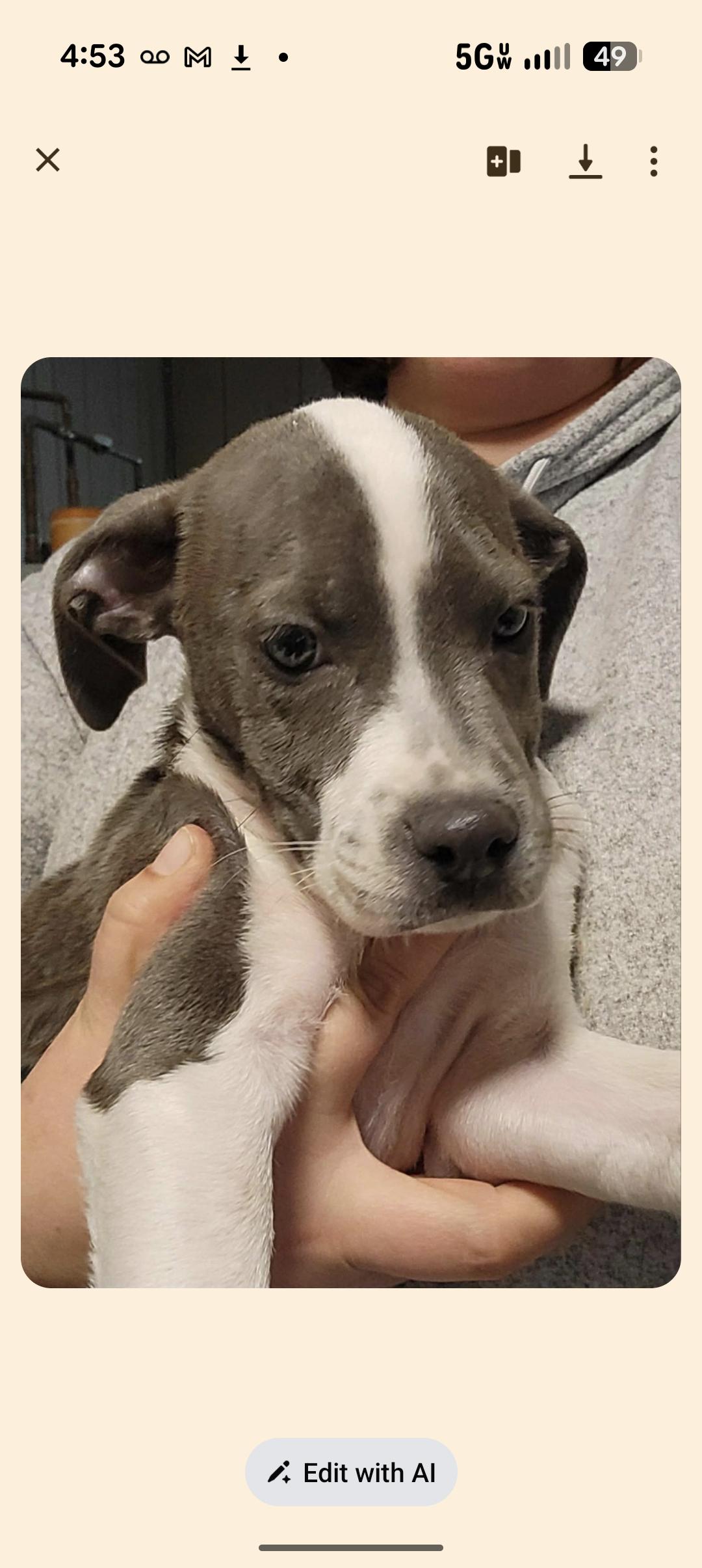 NINA, ADOPTABLE, Puppy Female Pit Bull Terrier.