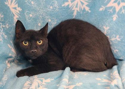 6863 (Tyson), Adoptable, Young Male Domestic Short Hair.