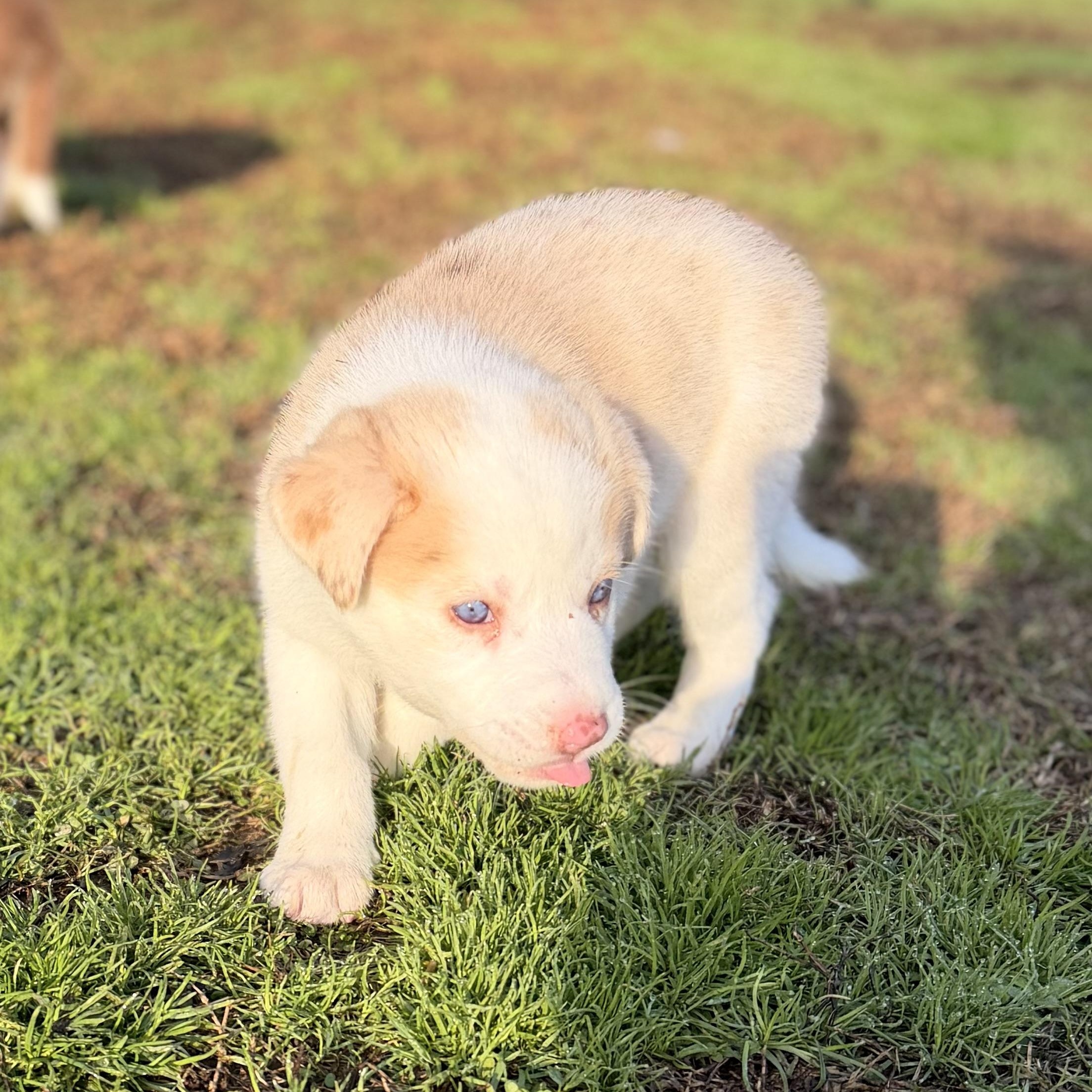 Enlarge Cotton, an adopted mixed breed in Warrior, AL image 3/6