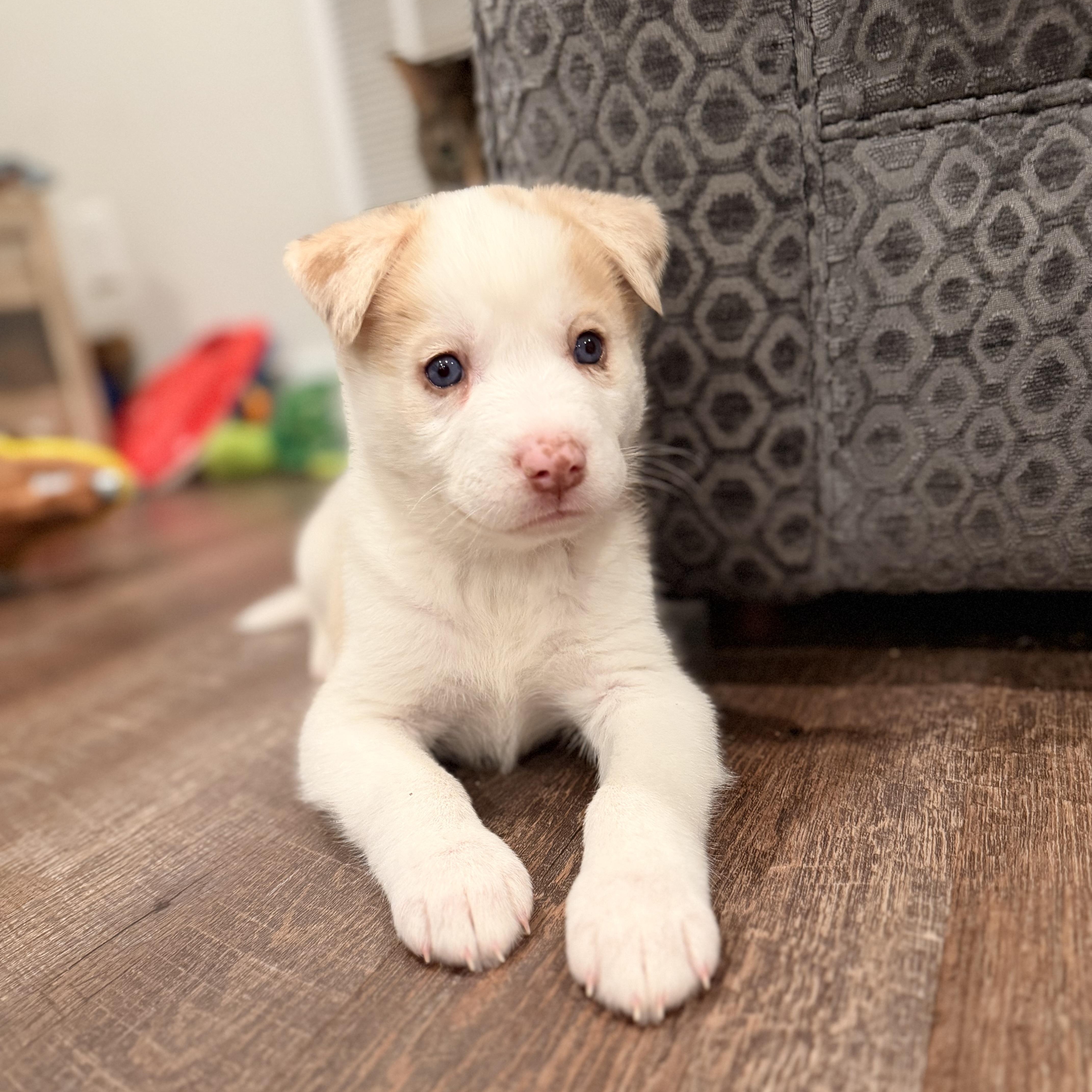 Enlarge Cotton, an adopted mixed breed in Warrior, AL image 6/6