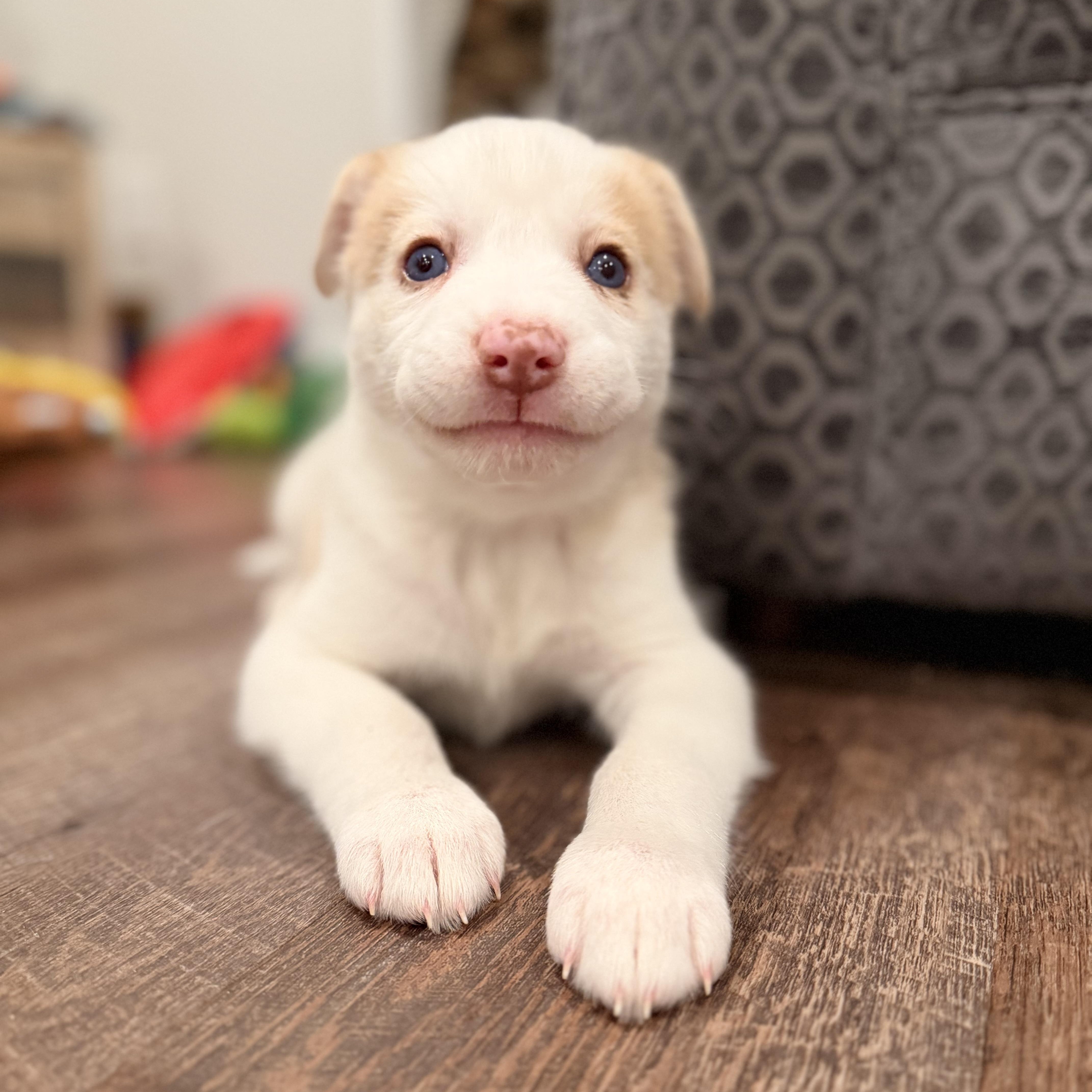 Enlarge Cotton, an adopted mixed breed in Warrior, AL image 1/6