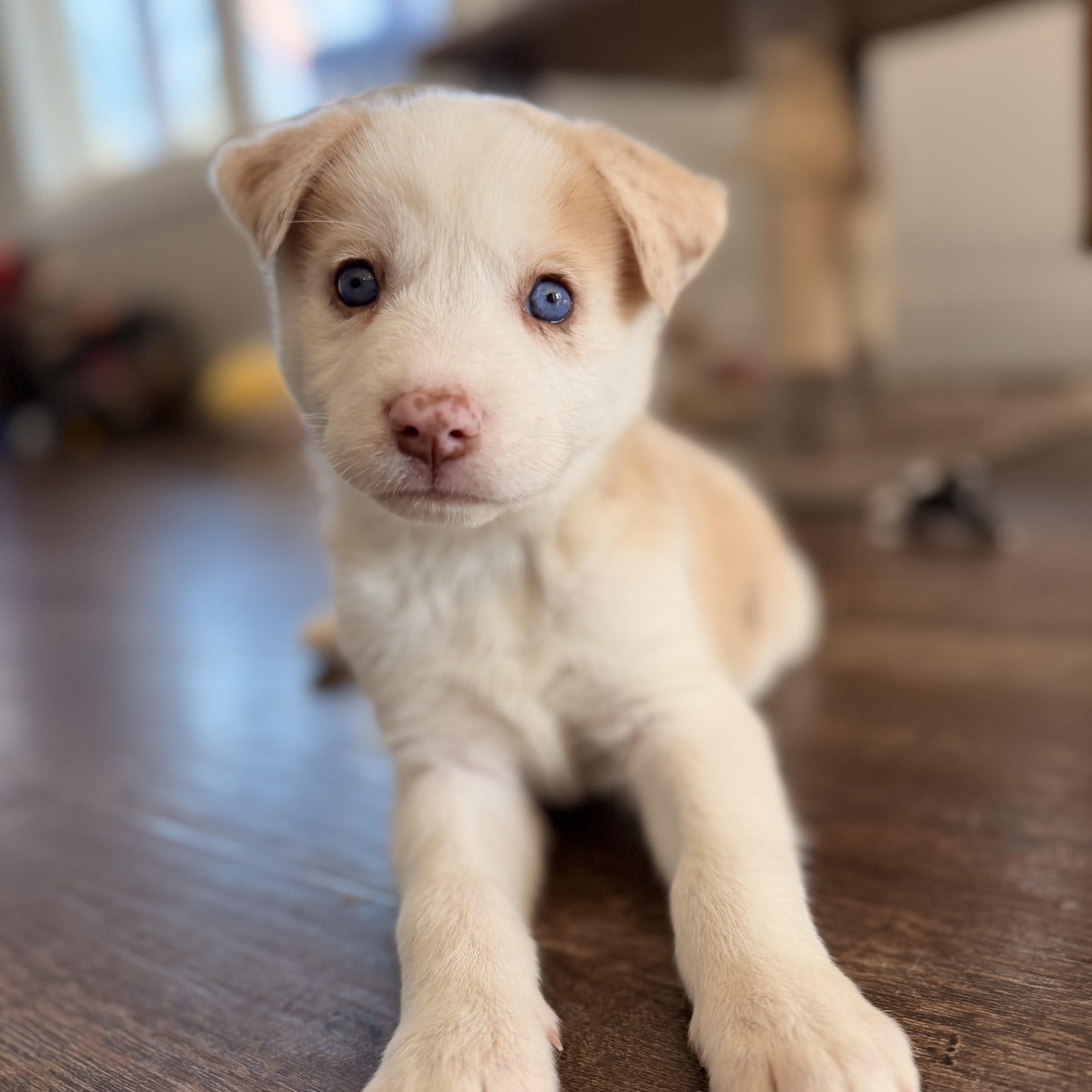 Enlarge Cotton, an adopted mixed breed in Warrior, AL image 4/6