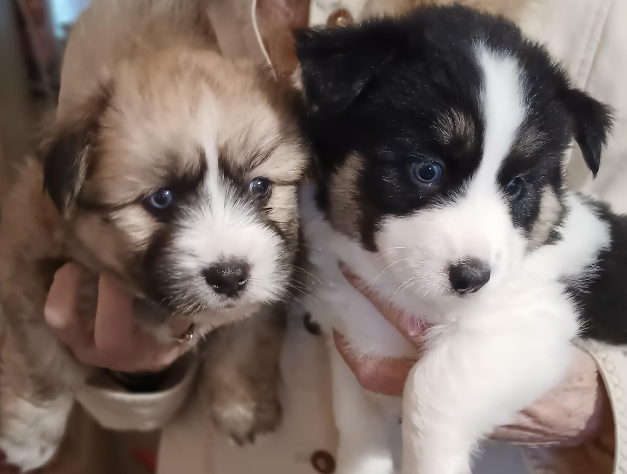 Newton and Oreo (Best Little Puppies), an adoptable Shih poo, Aussiedoodle in Newfoundland, PA, 18445 | Photo Image 1
