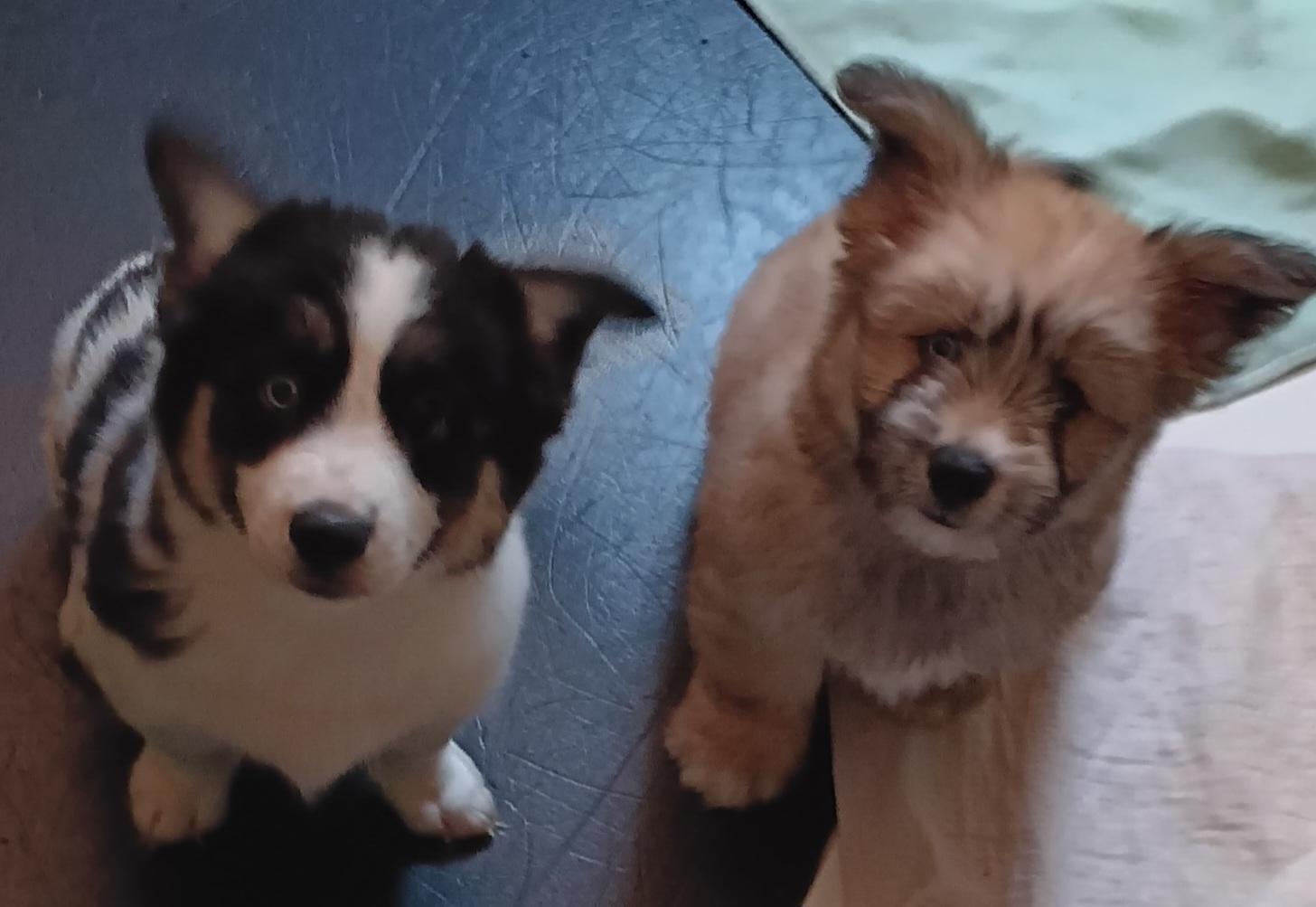 Newton and Oreo (Best Little Puppies), an adoptable Shih poo, Aussiedoodle in Newfoundland, PA, 18445 | Photo Image 3