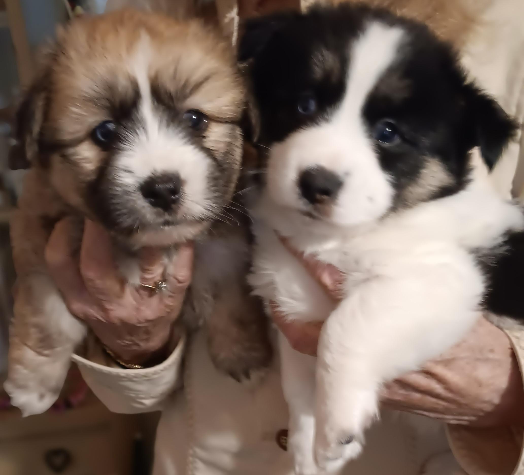 Newton and Oreo (Best Little Puppies), an adoptable Shih poo, Aussiedoodle in Newfoundland, PA, 18445 | Photo Image 2