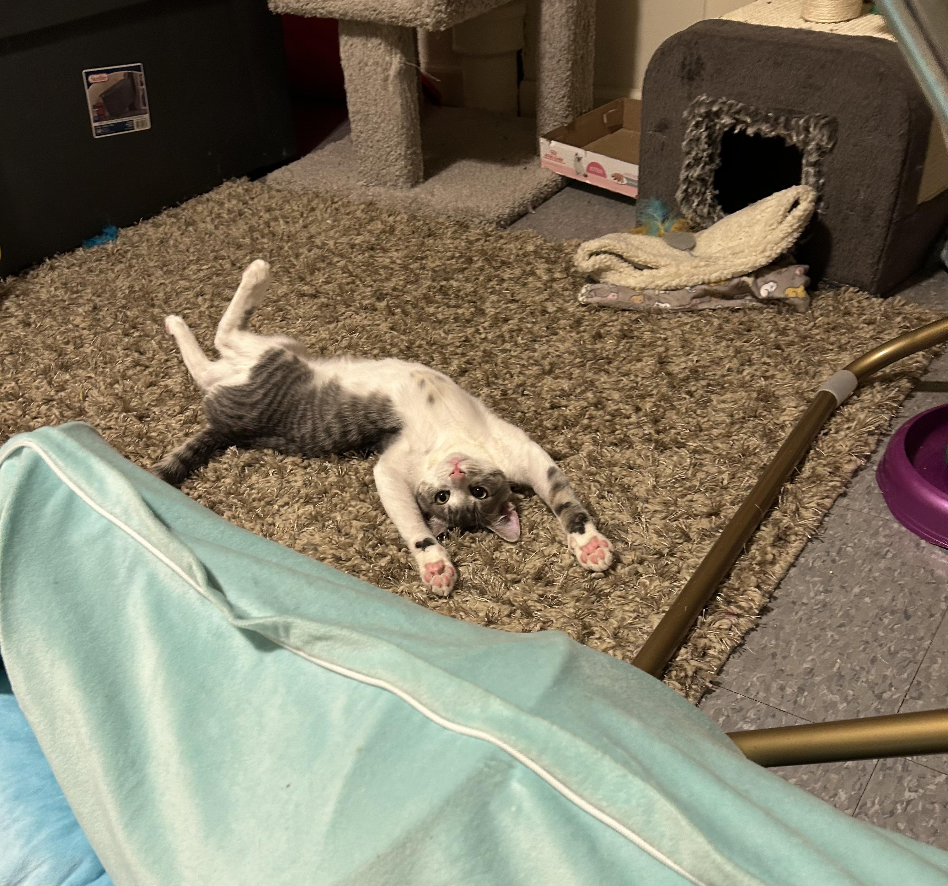 Tiny, Adoptable, Kitten Male Domestic Short Hair.