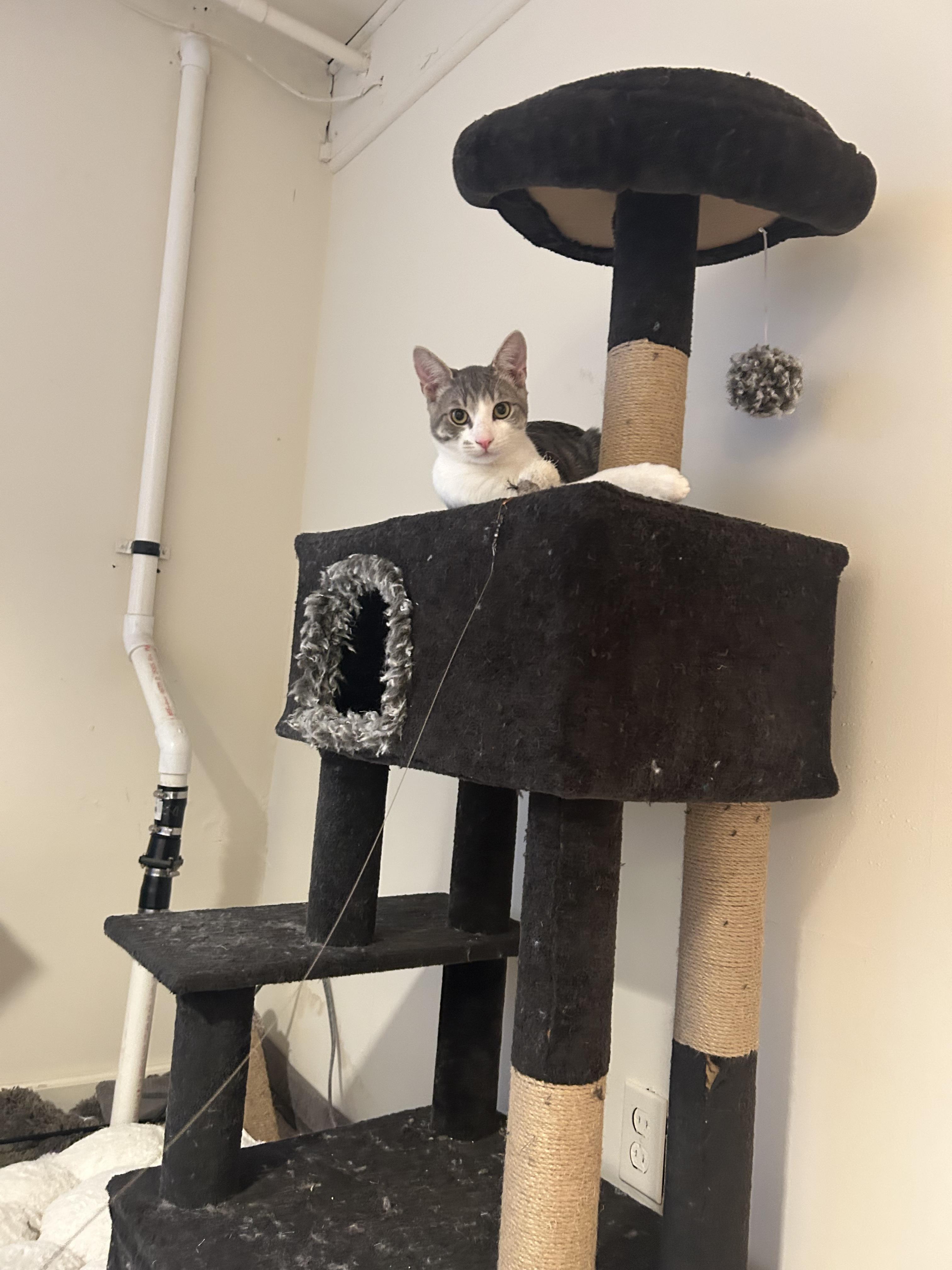 Enlarge Tiny, a Adoptable Domestic Short Hair in Montclair, NJ image 2/5