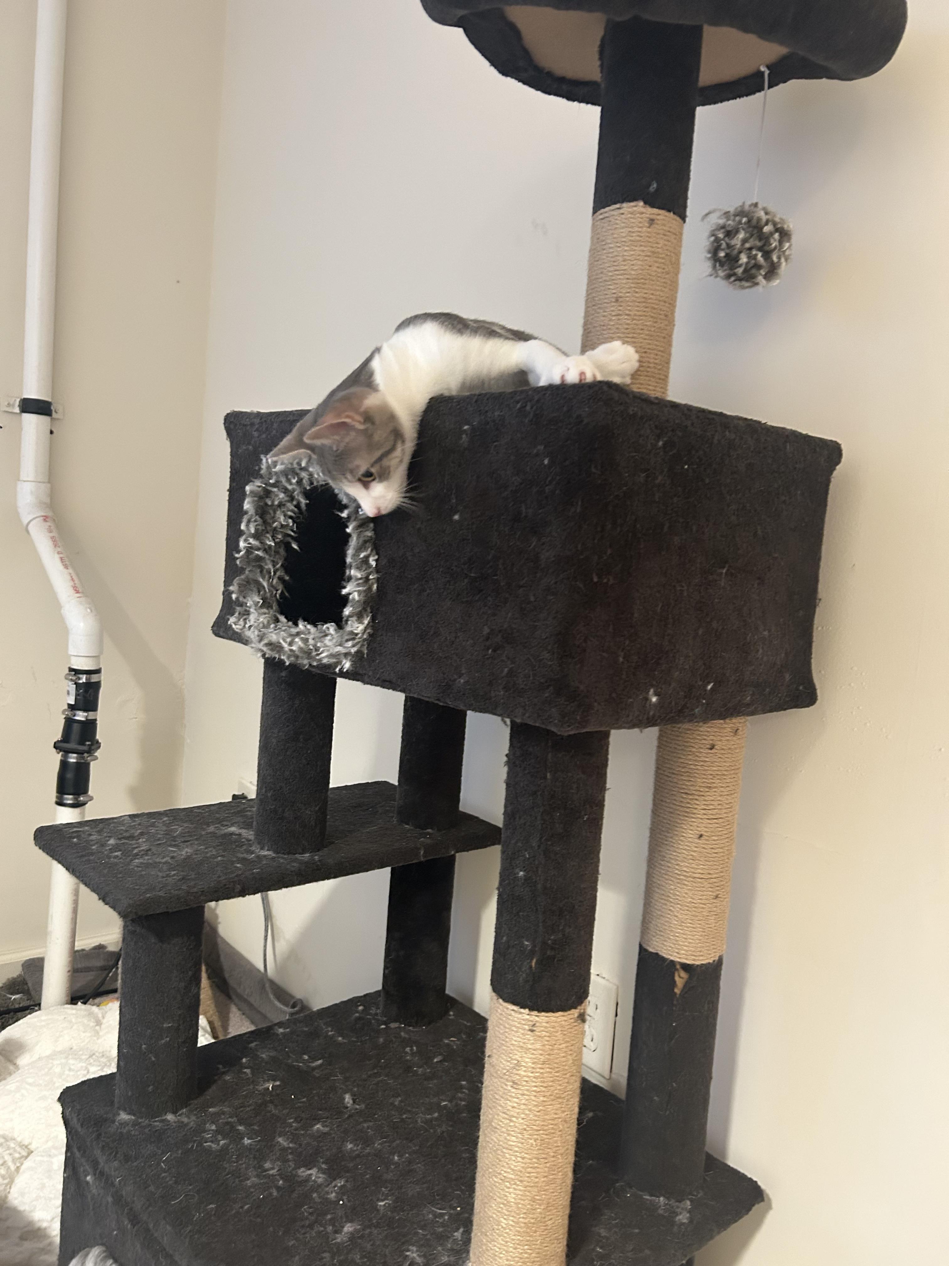 Enlarge Tiny, a Adoptable Domestic Short Hair in Montclair, NJ image 3/5