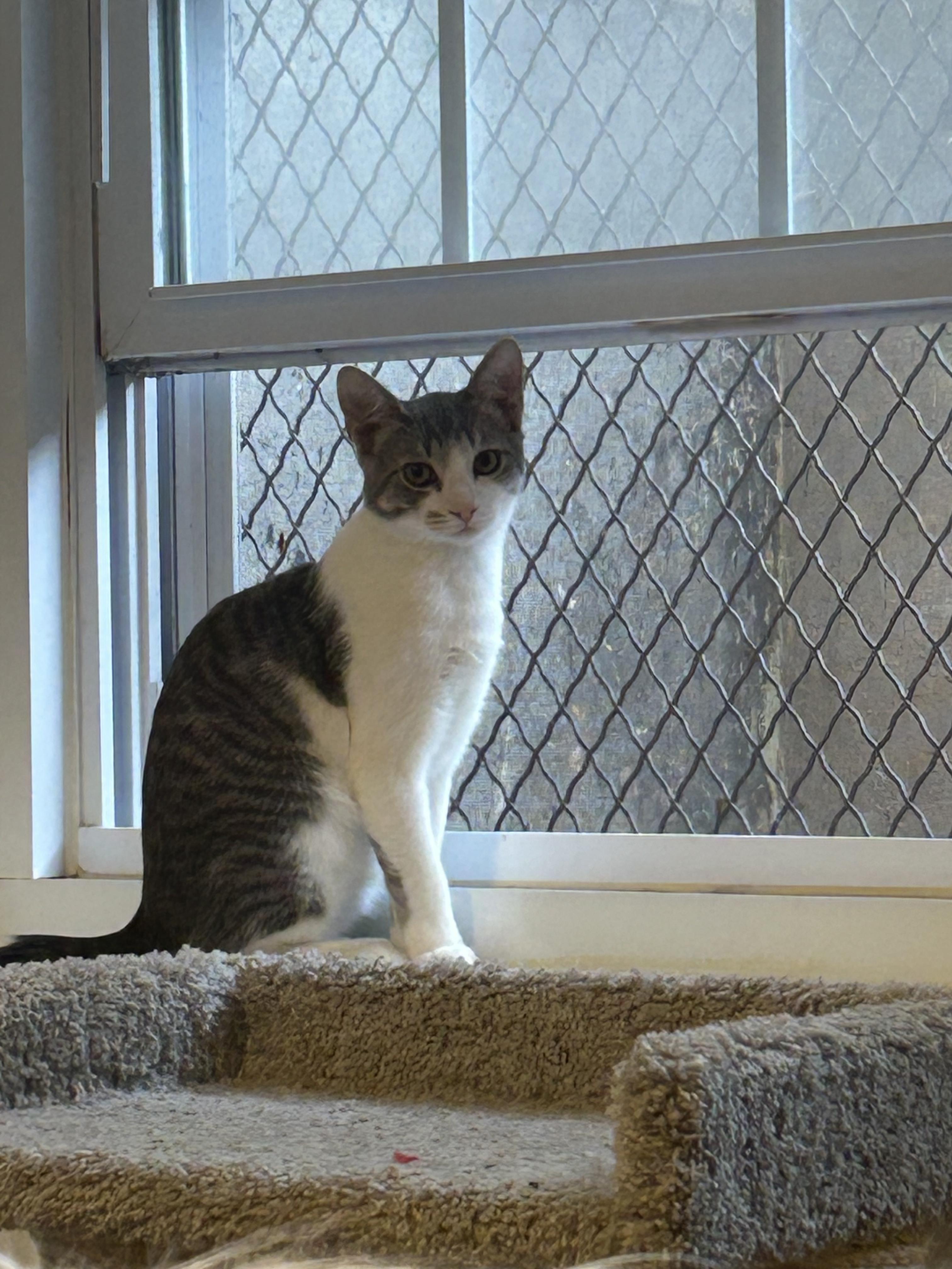 Enlarge Tiny, a Adoptable Domestic Short Hair in Montclair, NJ image 4/5