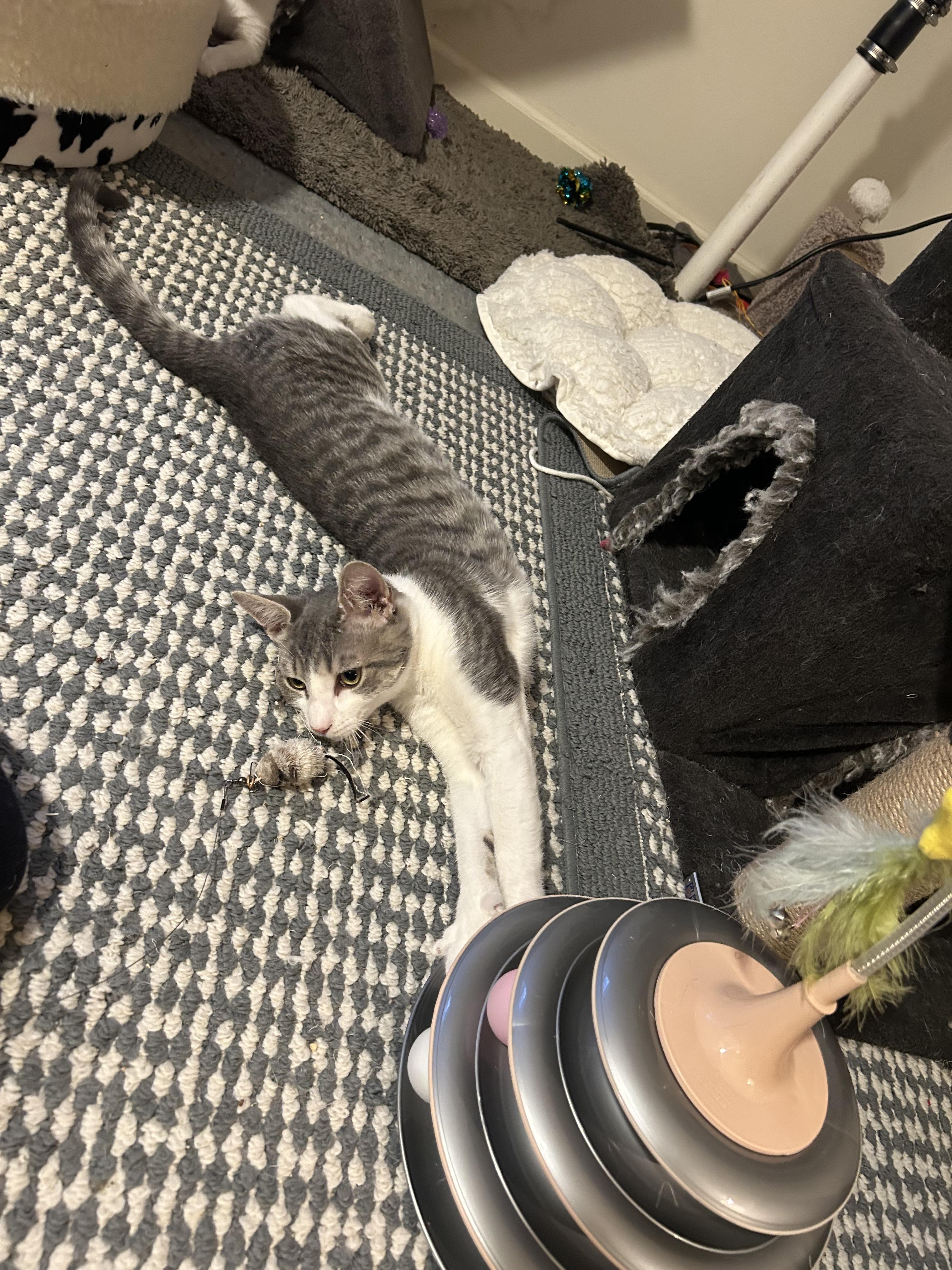 Enlarge Tiny, a Adoptable Domestic Short Hair in Montclair, NJ image 5/5