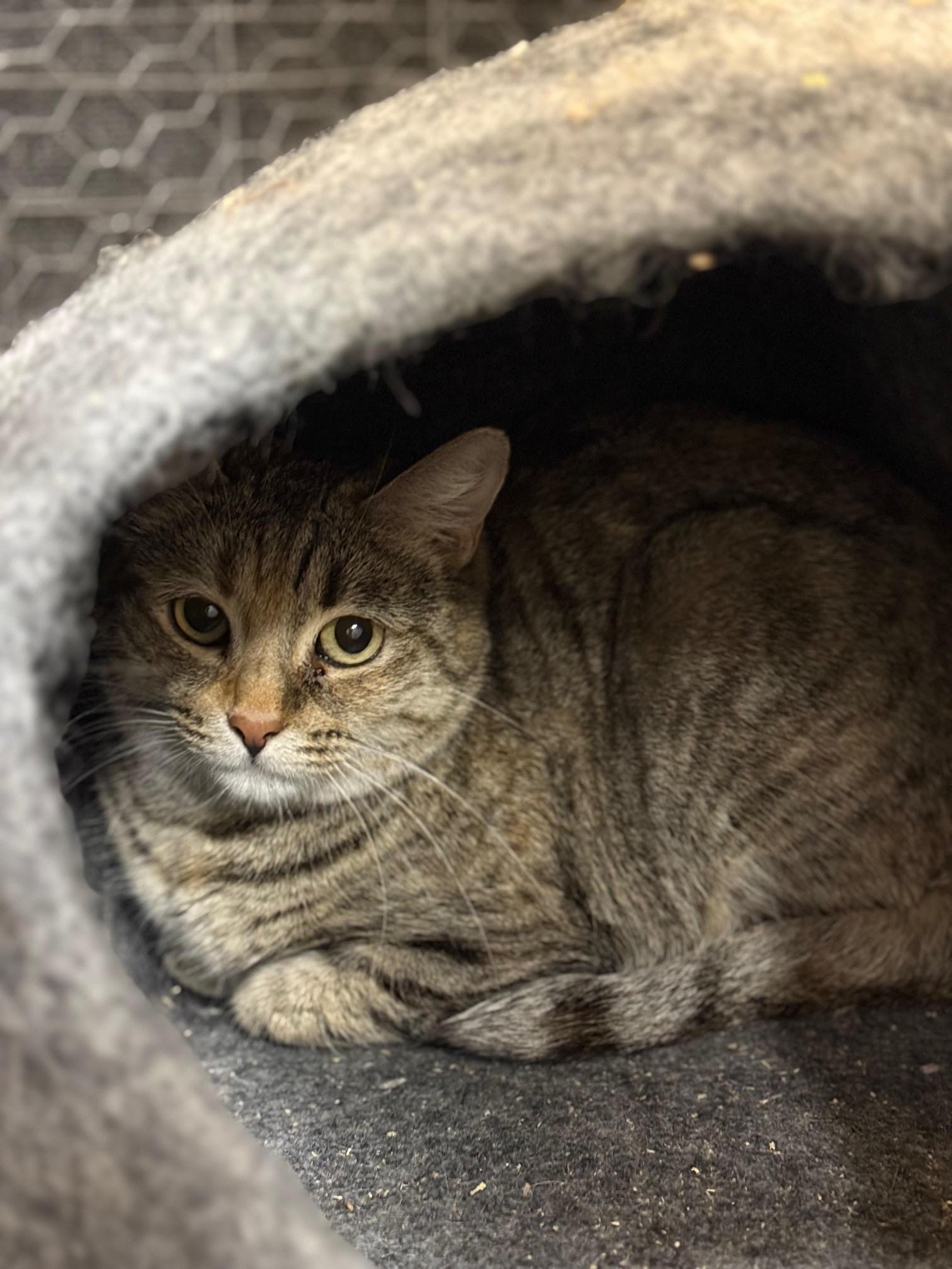 Poppy 2, ADOPTABLE, Young Female Tabby.