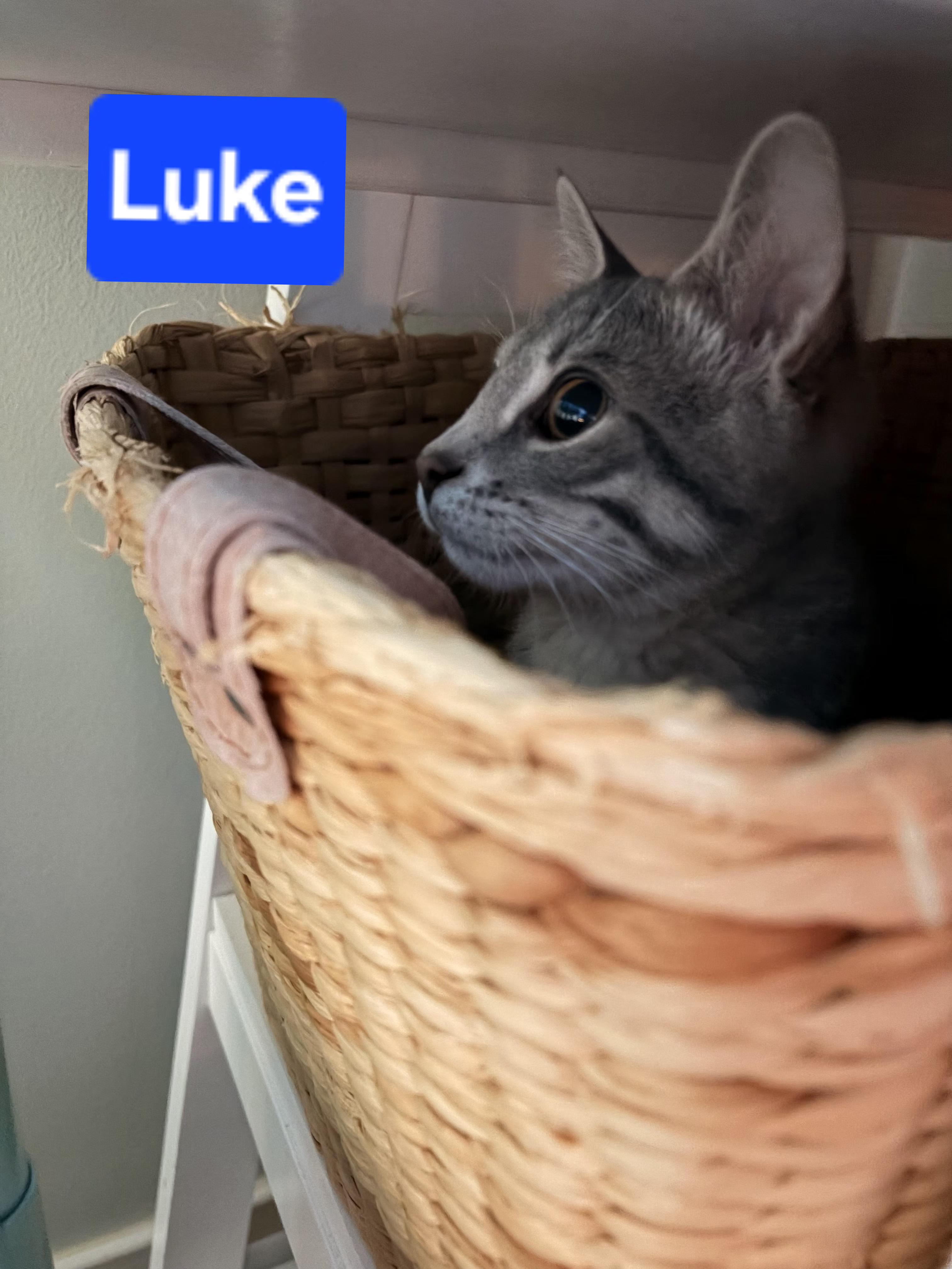 Enlarge Luke Skywalker (siblings aee Chewbacca, Han Solo, Princess Leia & Yoda), an adopted Domestic Short Hair in Brighton, MI image 2/2