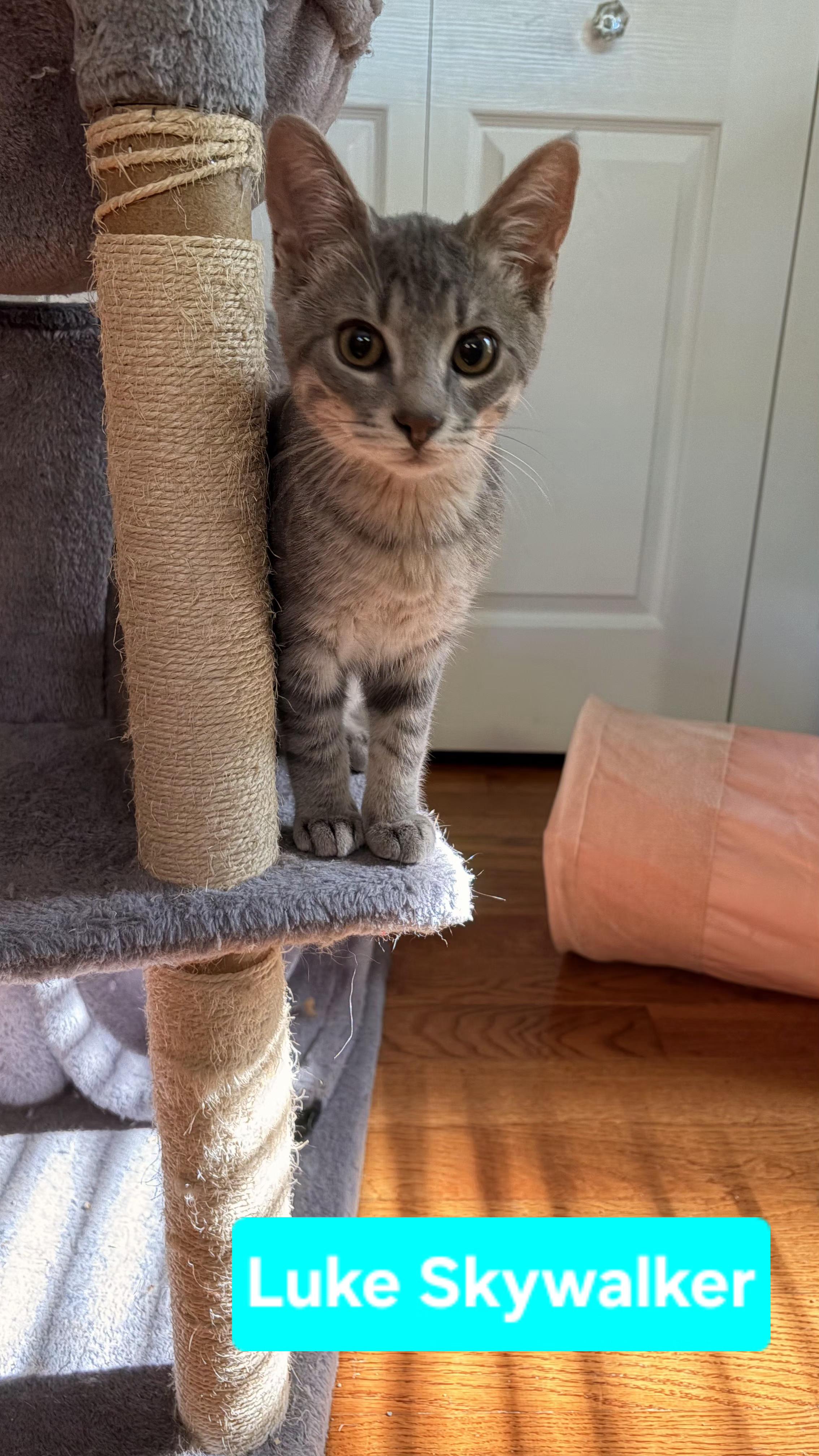 Luke Skywalker (siblings aee Chewbacca, Han Solo, Princess Leia & Yoda), adopted, Kitten Male Domestic Short Hair.