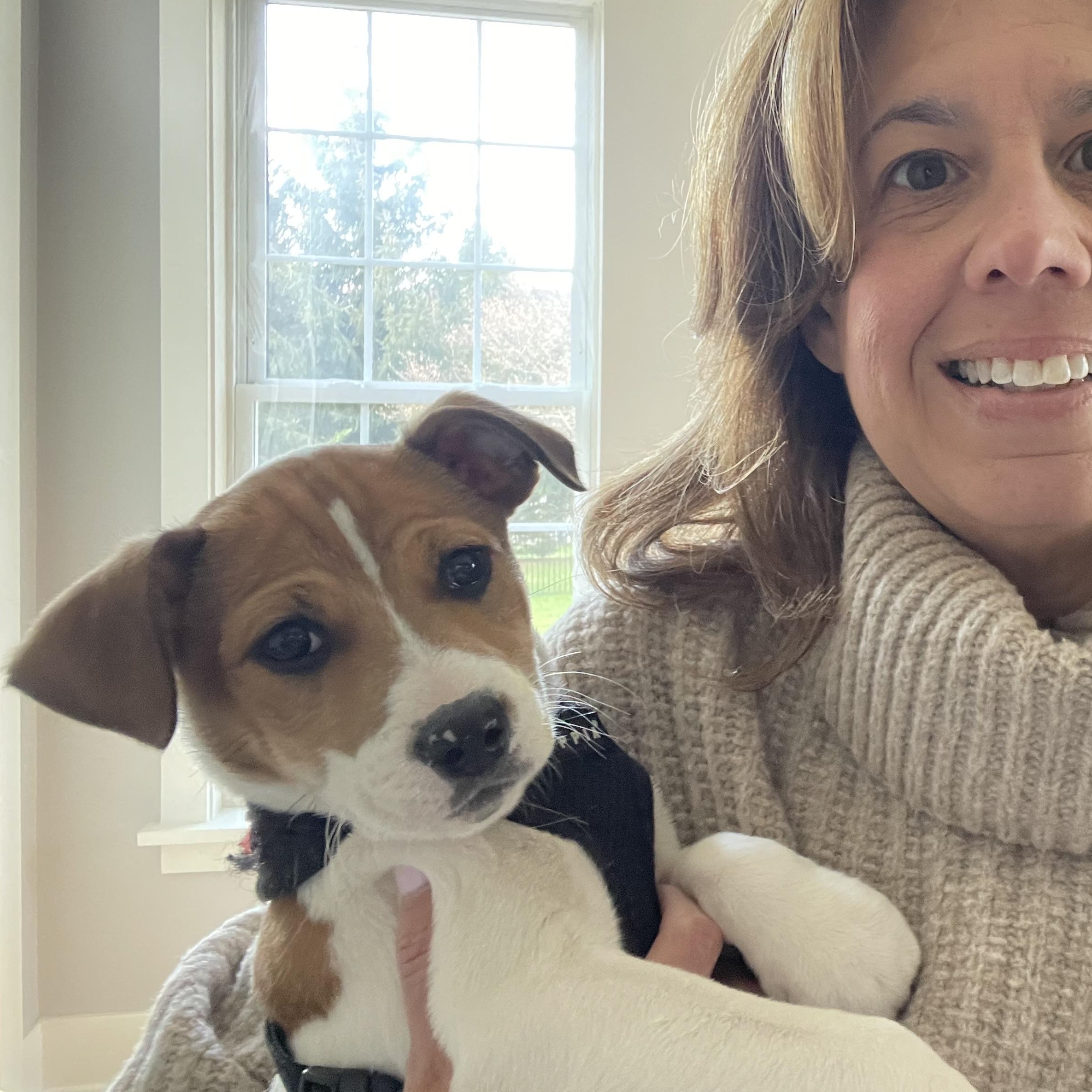 Enlarge Al, a Adoptable Mixed Breed in Columbia, MD image 3/5