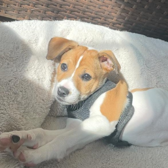 Enlarge Al, a Adoptable Mixed Breed in Columbia, MD image 4/5