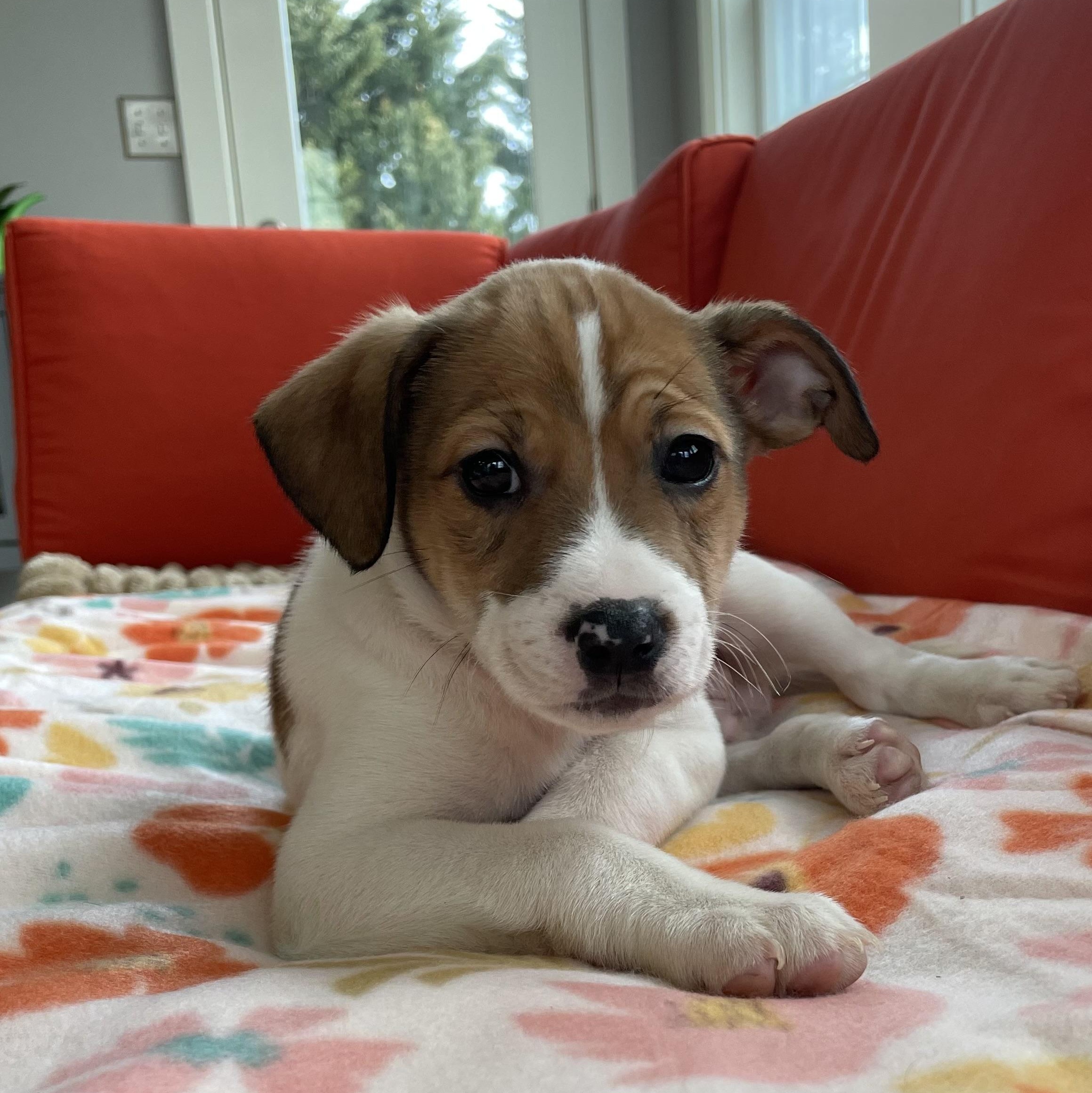 Enlarge Al, a Adoptable Mixed Breed in Columbia, MD image 2/5