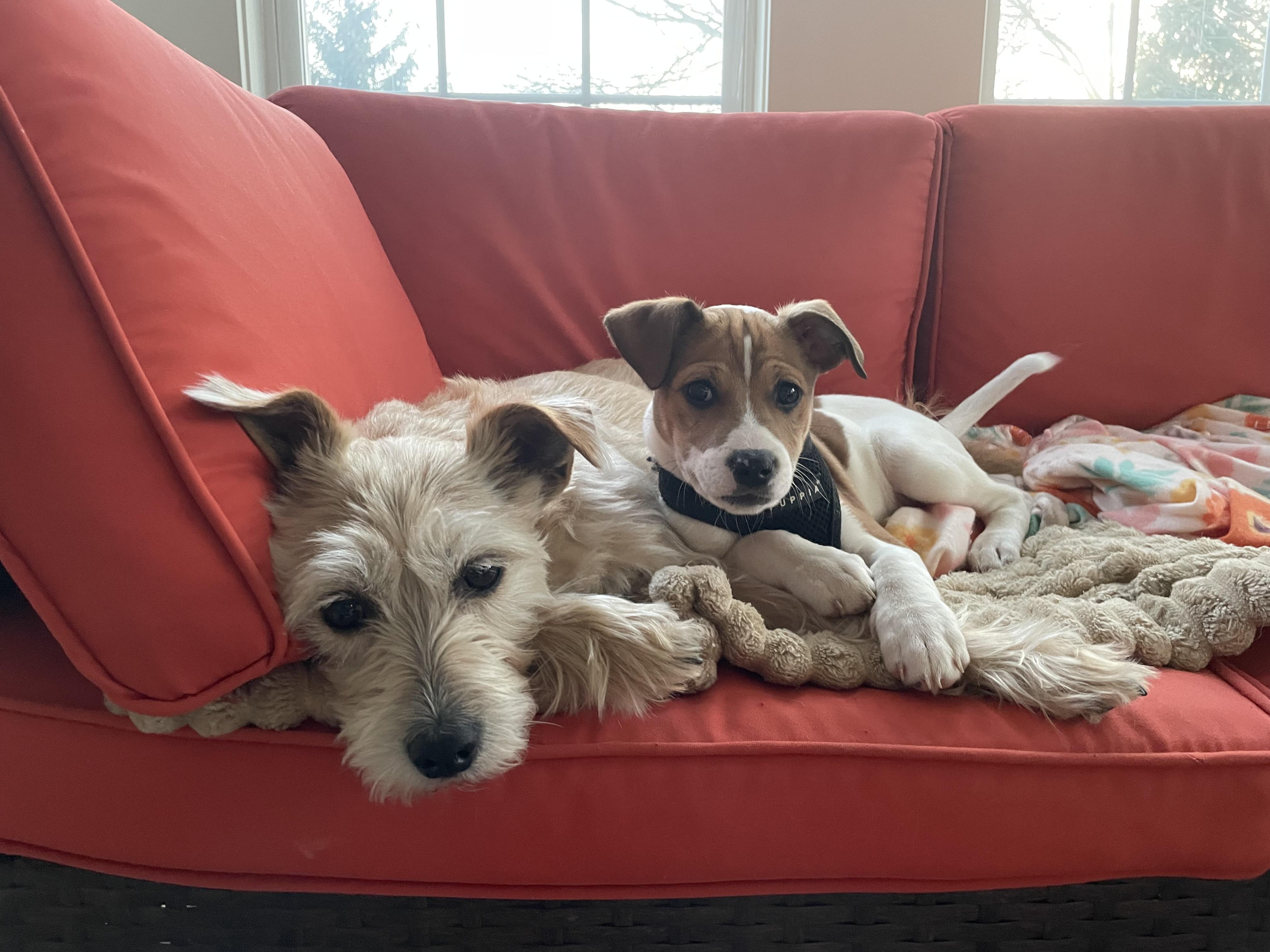 Enlarge Al, a Adoptable Mixed Breed in Columbia, MD image 5/5