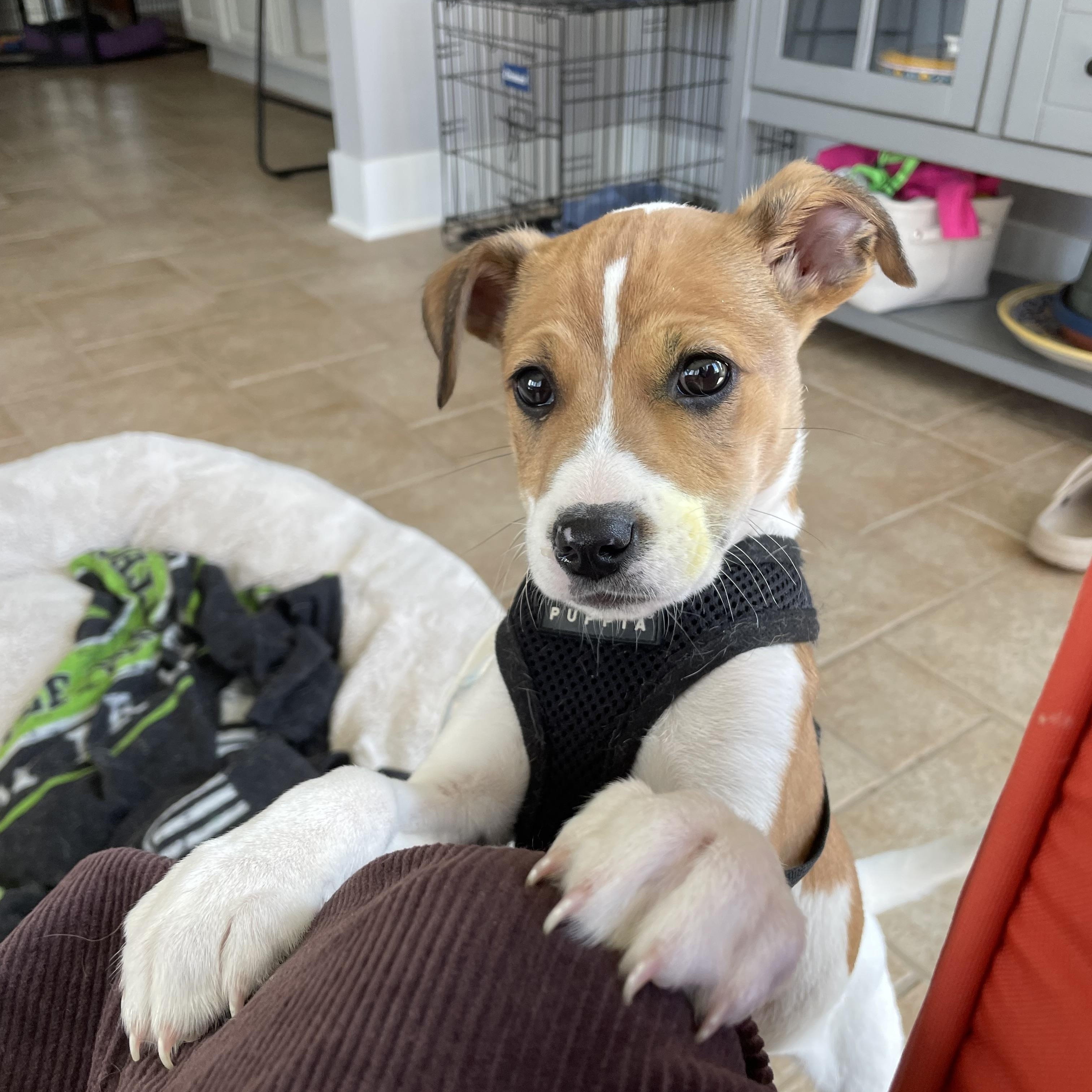 Enlarge Al, a Adoptable Mixed Breed in Columbia, MD image 1/5