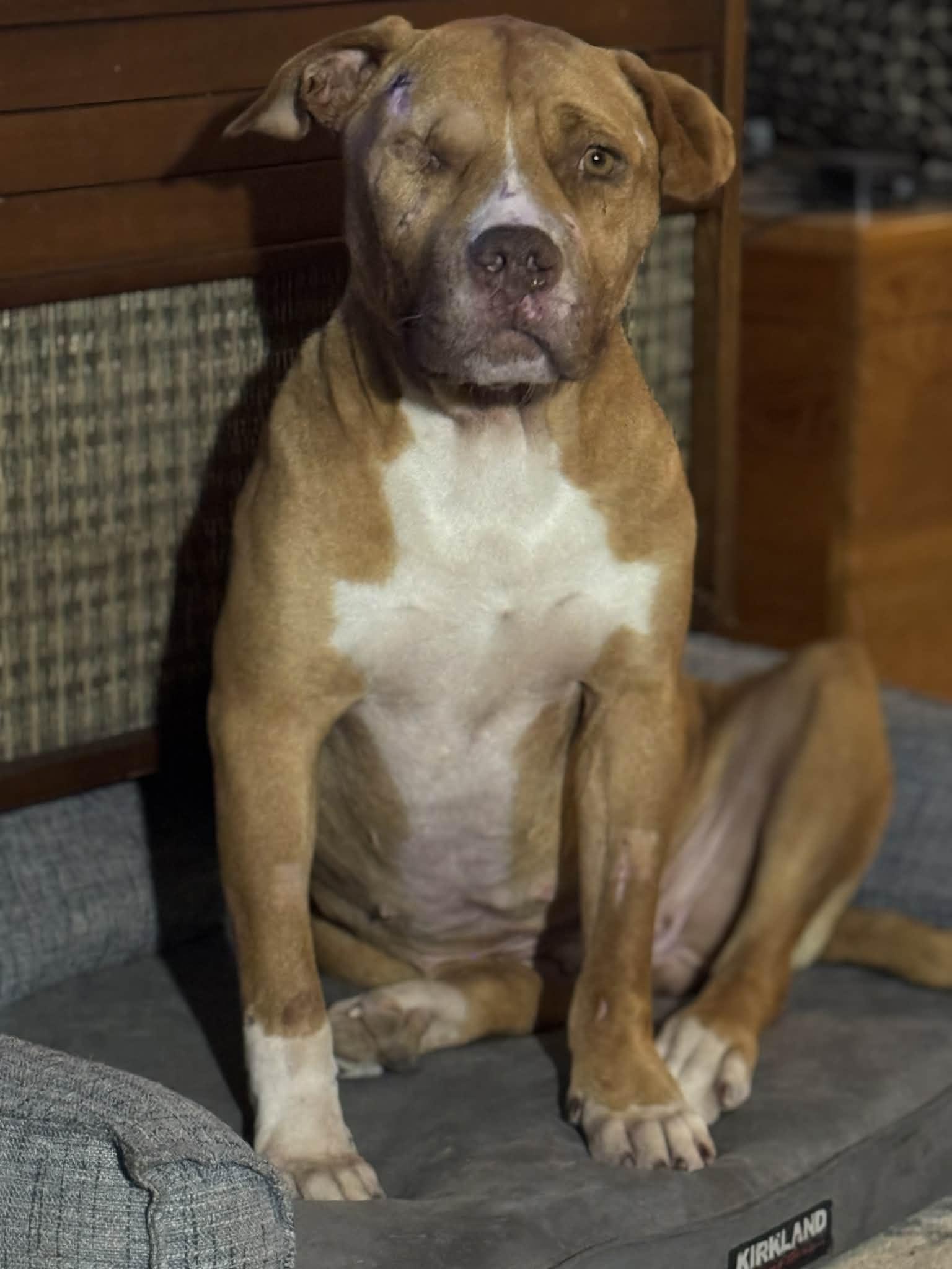 Enlarge Punkin pending adoption, an adopted Pit Bull Terrier in Saskatoon, SK image 1/3