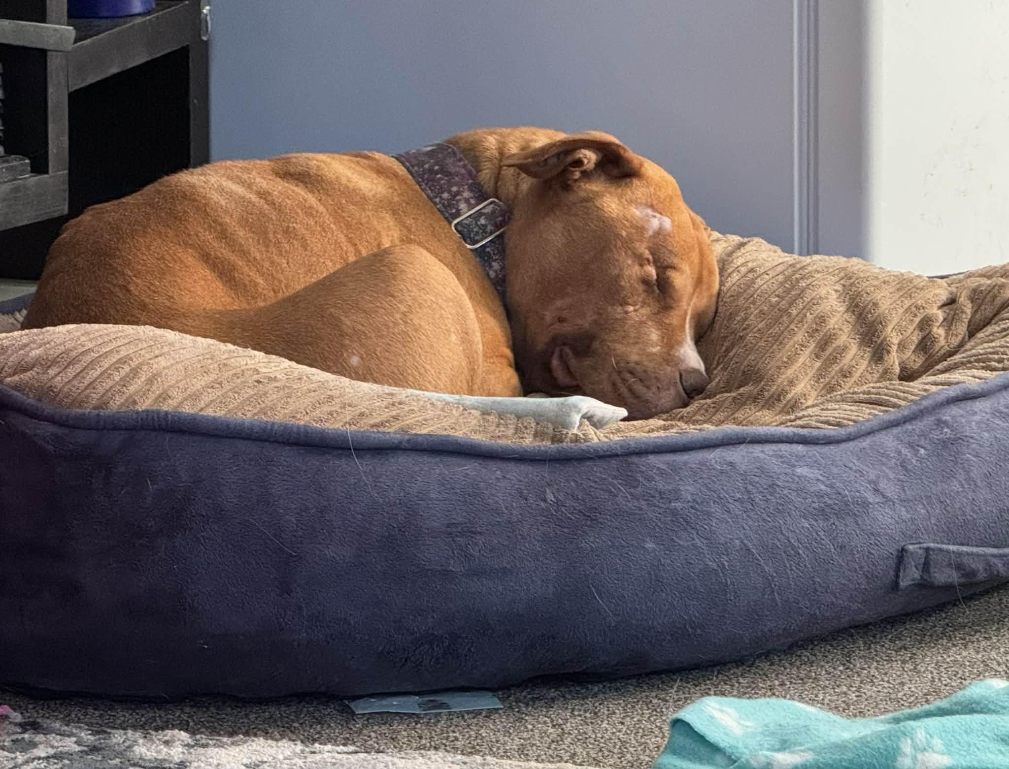 Enlarge Punkin pending adoption, an adopted Pit Bull Terrier in Saskatoon, SK image 3/3