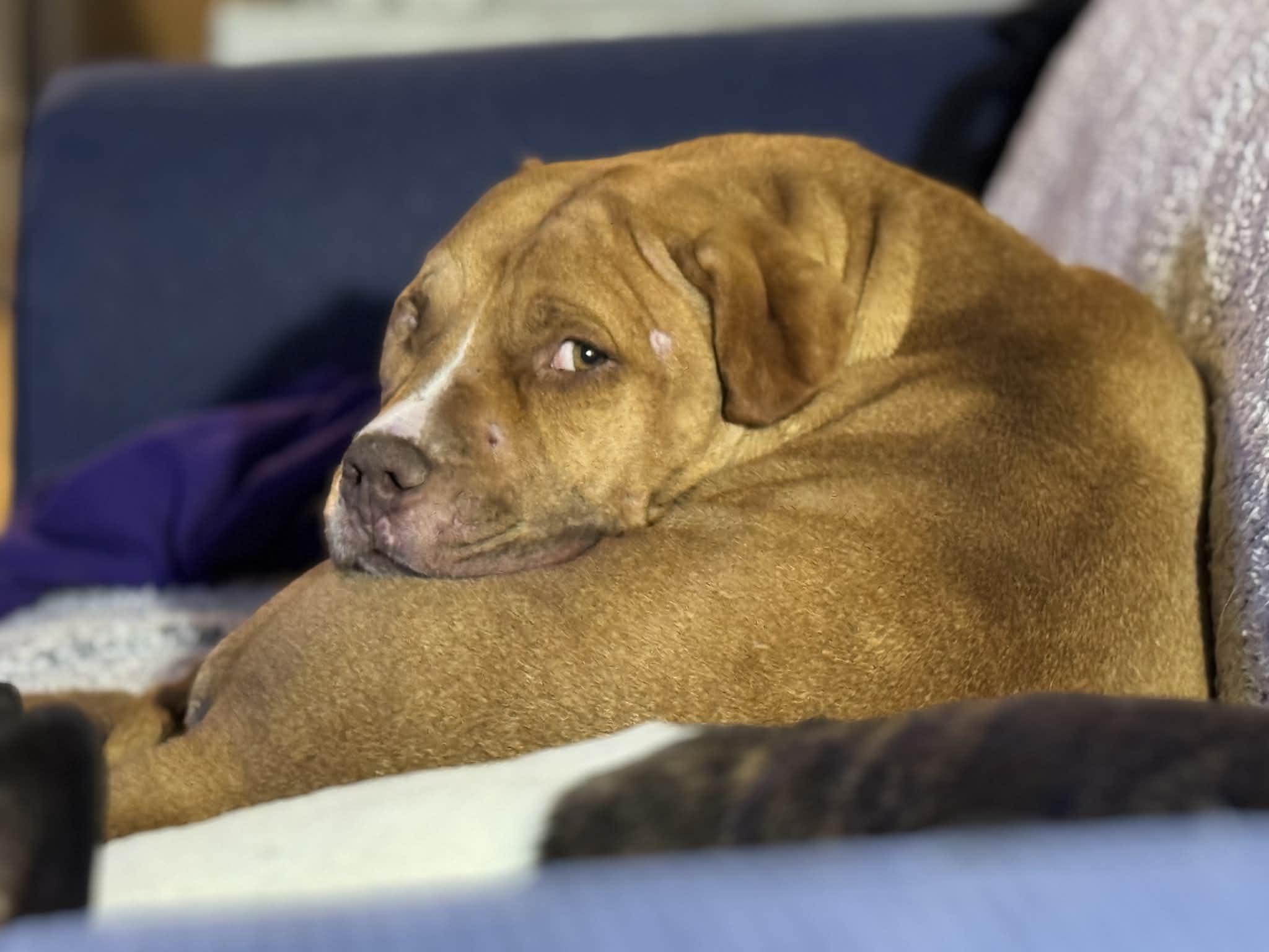 Enlarge Punkin pending adoption, an adopted Pit Bull Terrier in Saskatoon, SK image 2/3