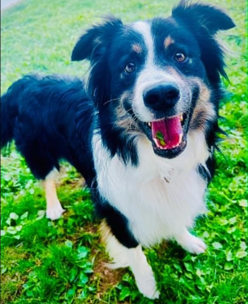 Petey #5230, a Adoptable Australian Shepherd in Ewing, NJ image 1/5