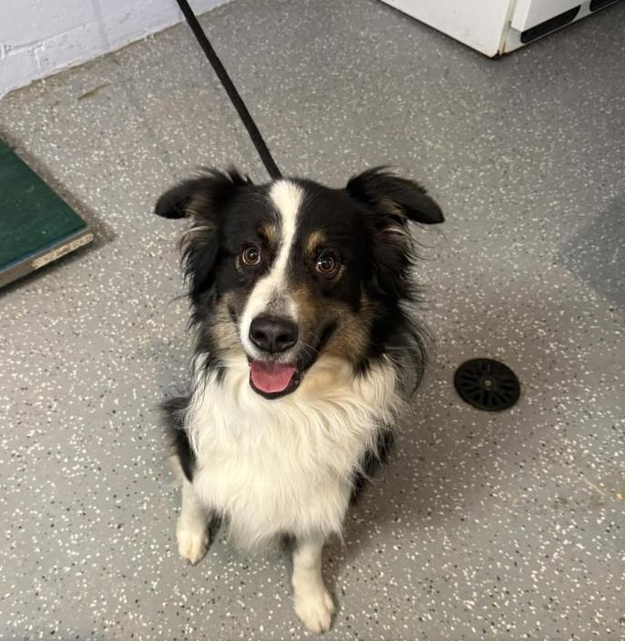 Petey #5230, a Adoptable Australian Shepherd in Ewing, NJ image 2/5